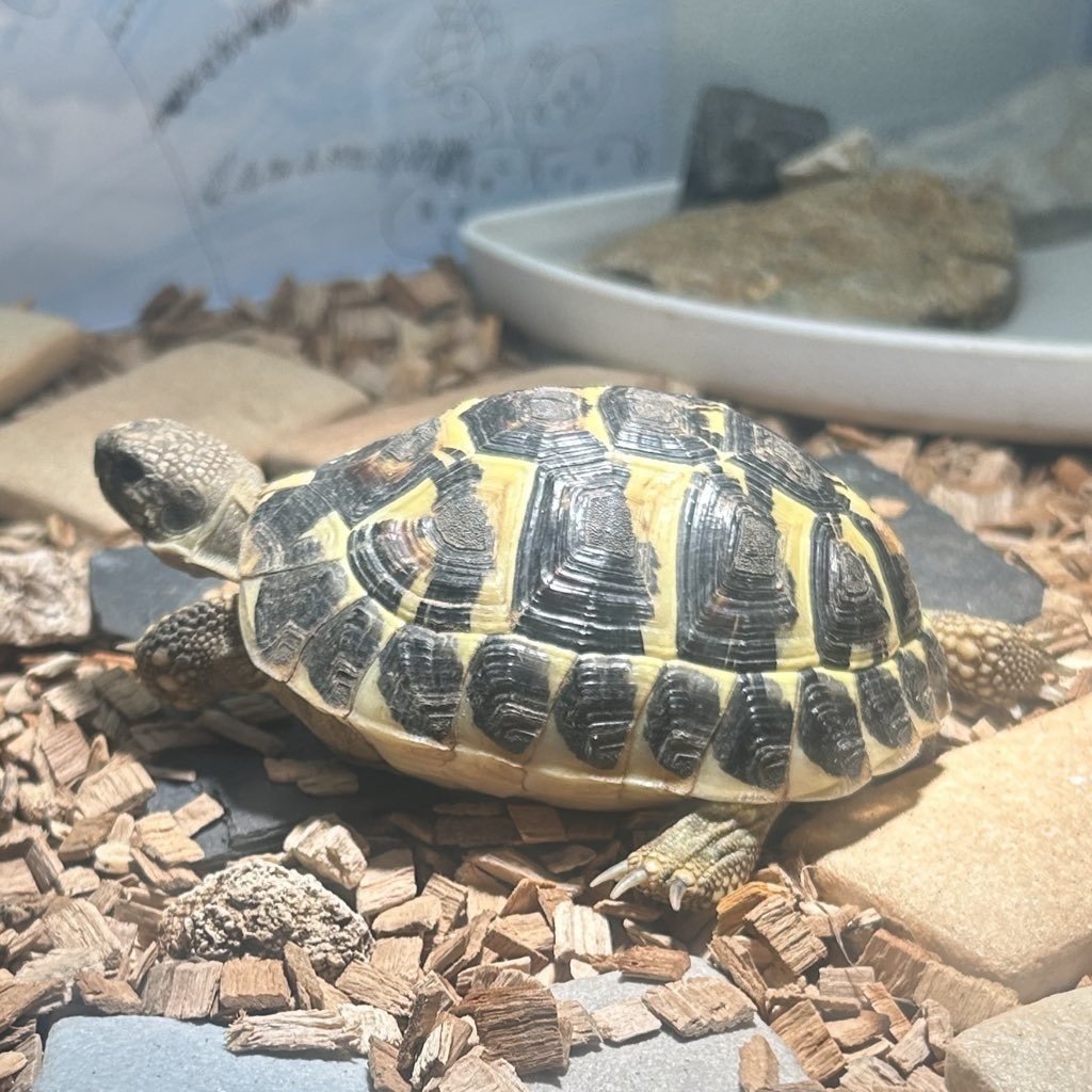 飼育環境紹介『照明編』植物用LEDライトレビュー｜クル＠まめごはん