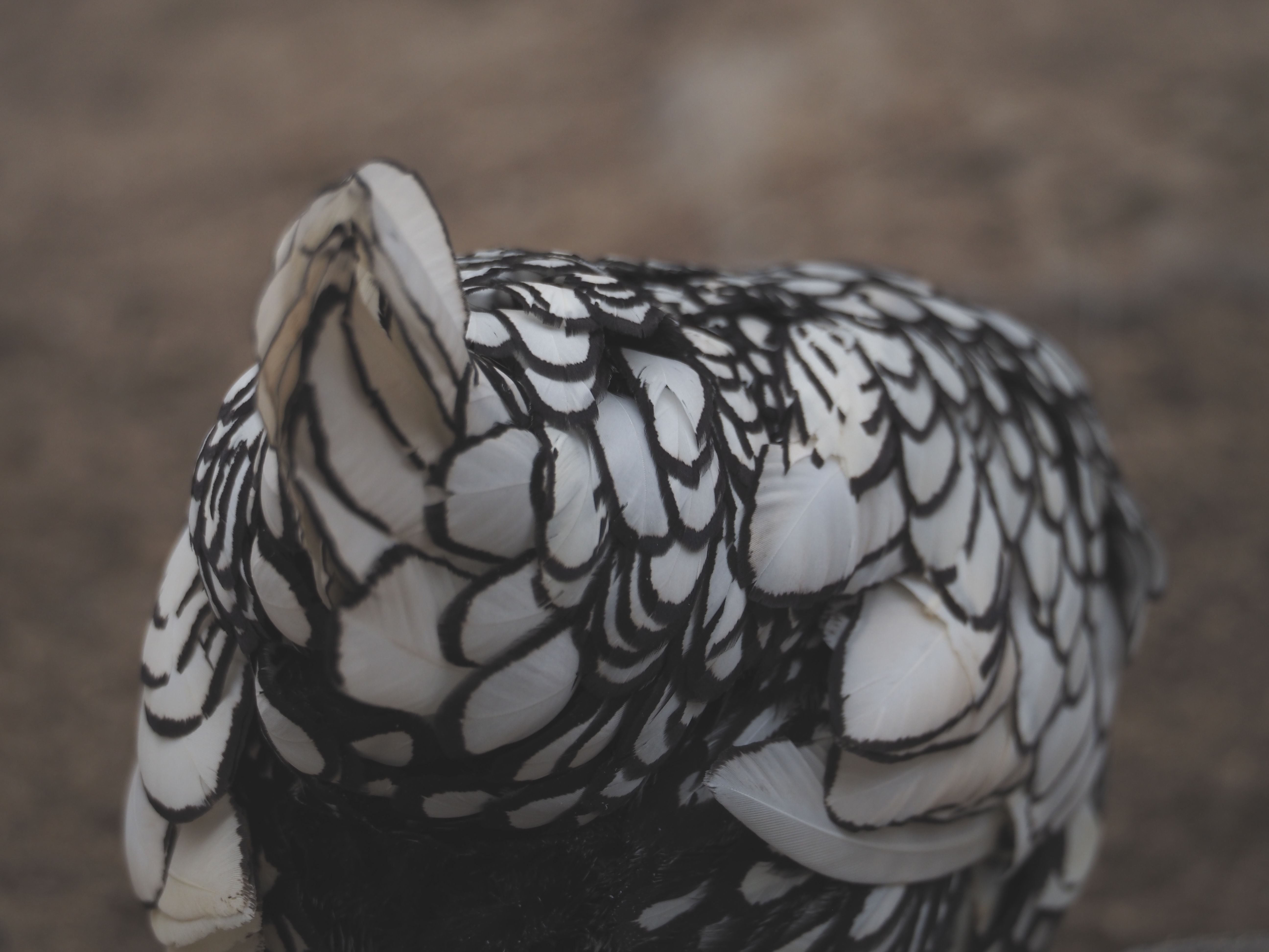 イギリス産のニワトリ│セブライト Sebright chicken|M_ayumi イギリス産のニワトリ│セブライト Sebright chicken|M_ayumi