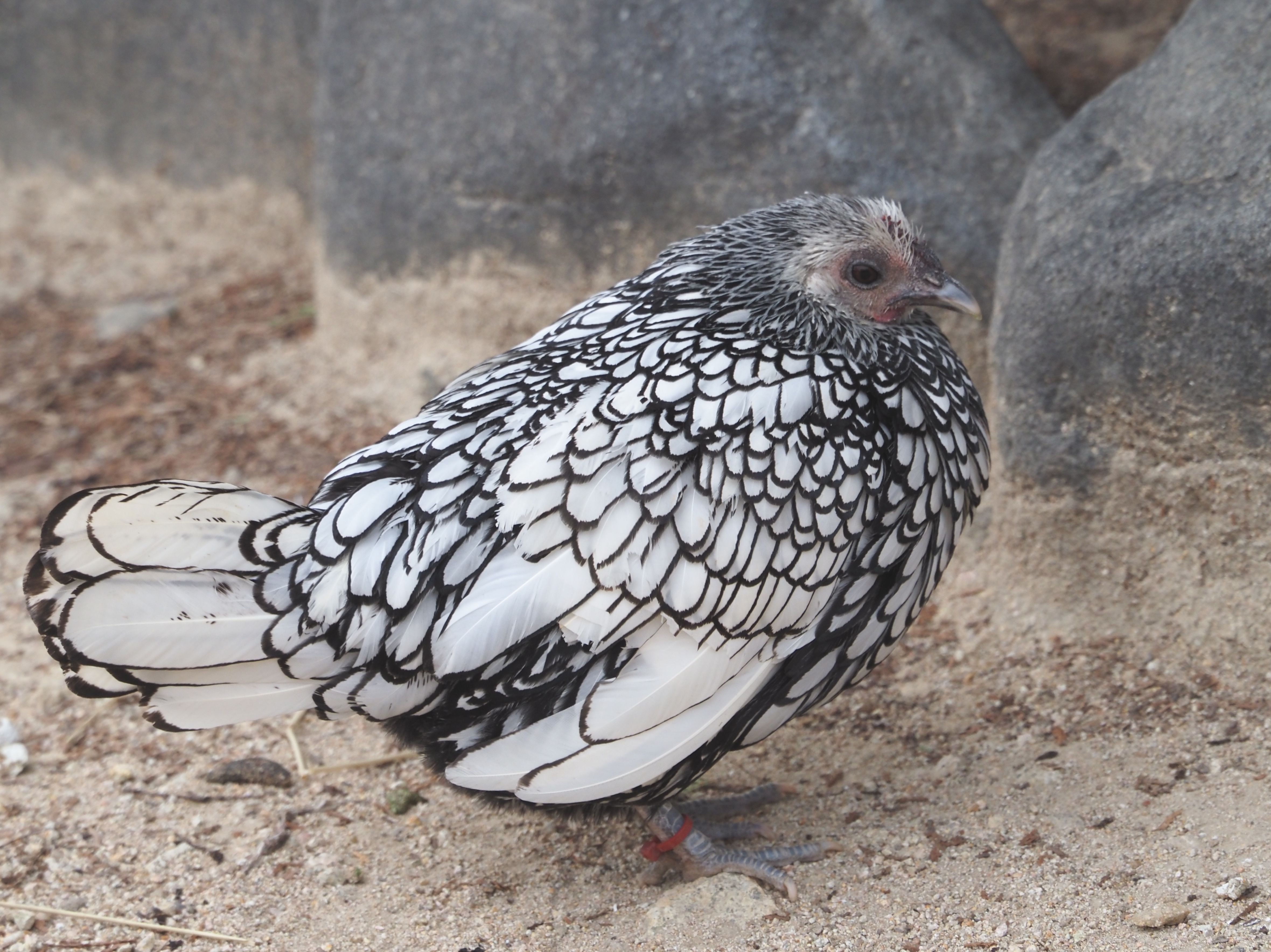 イギリス産のニワトリ│セブライト Sebright chicken|M_ayumi イギリス産のニワトリ│セブライト Sebright chicken|M_ayumi