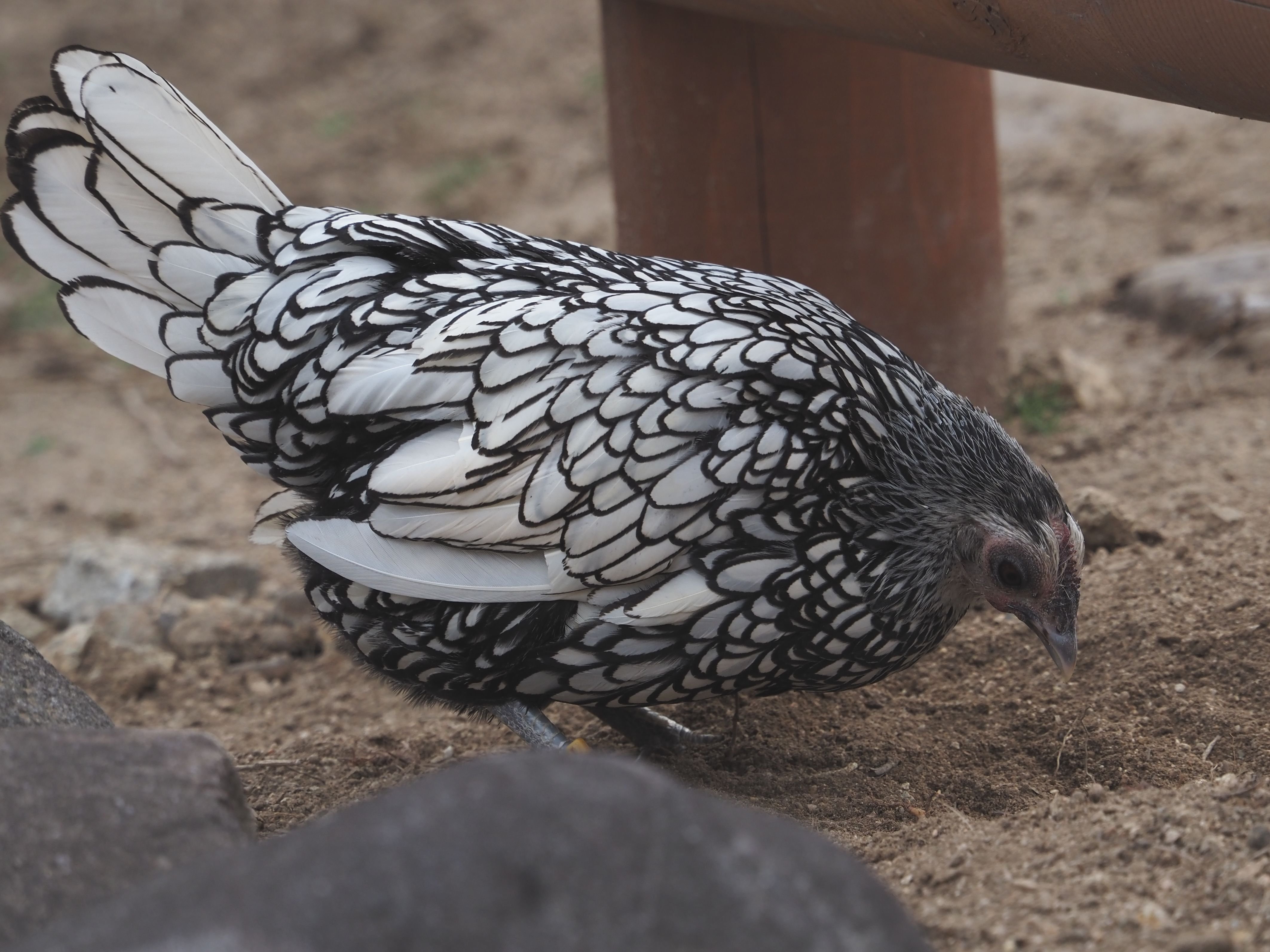 イギリス産のニワトリ│セブライト Sebright chicken｜M_ayumi