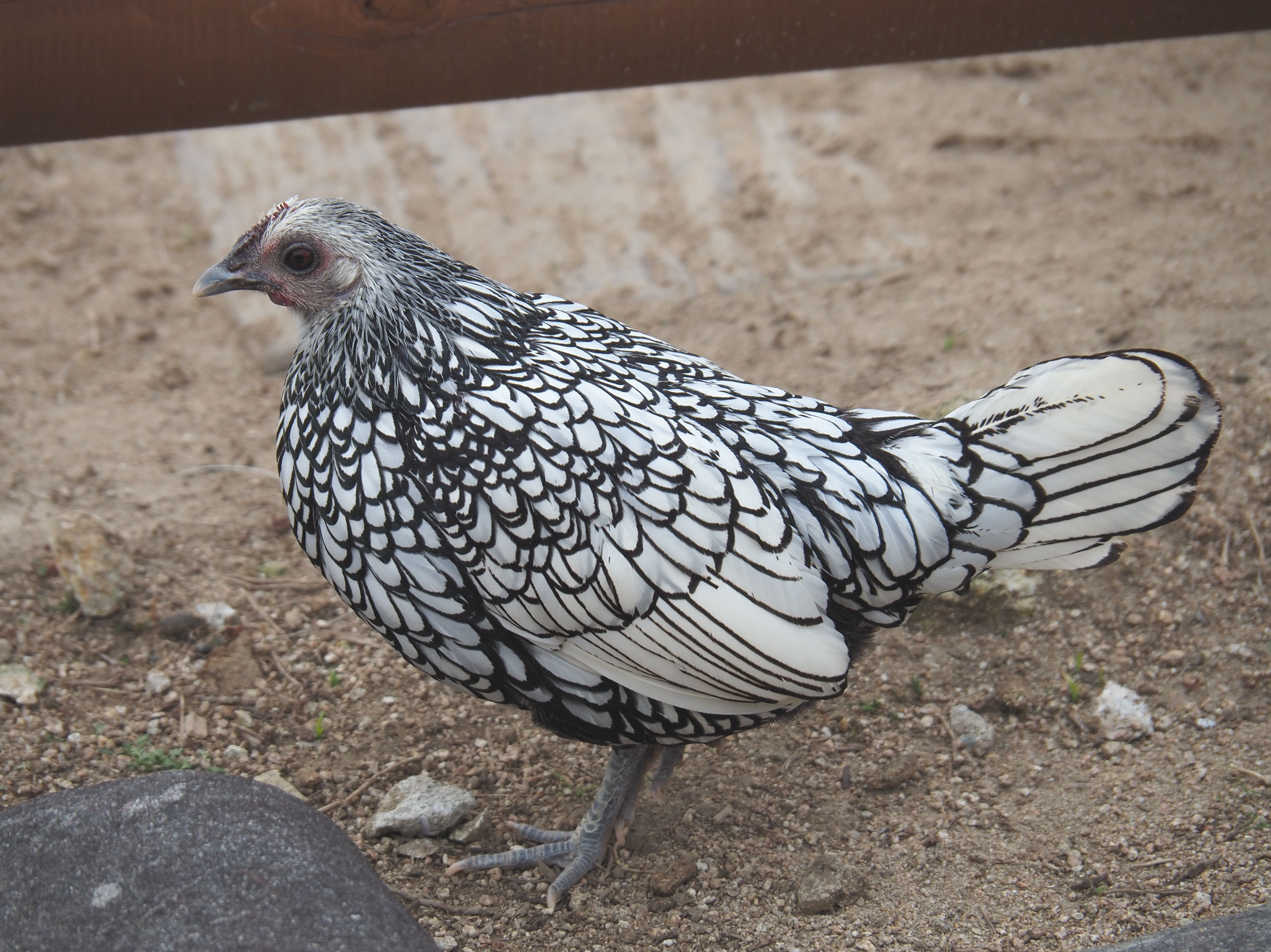 イギリス産のニワトリ│セブライト Sebright chicken|M_ayumi イギリス産のニワトリ│セブライト Sebright chicken|M_ayumi