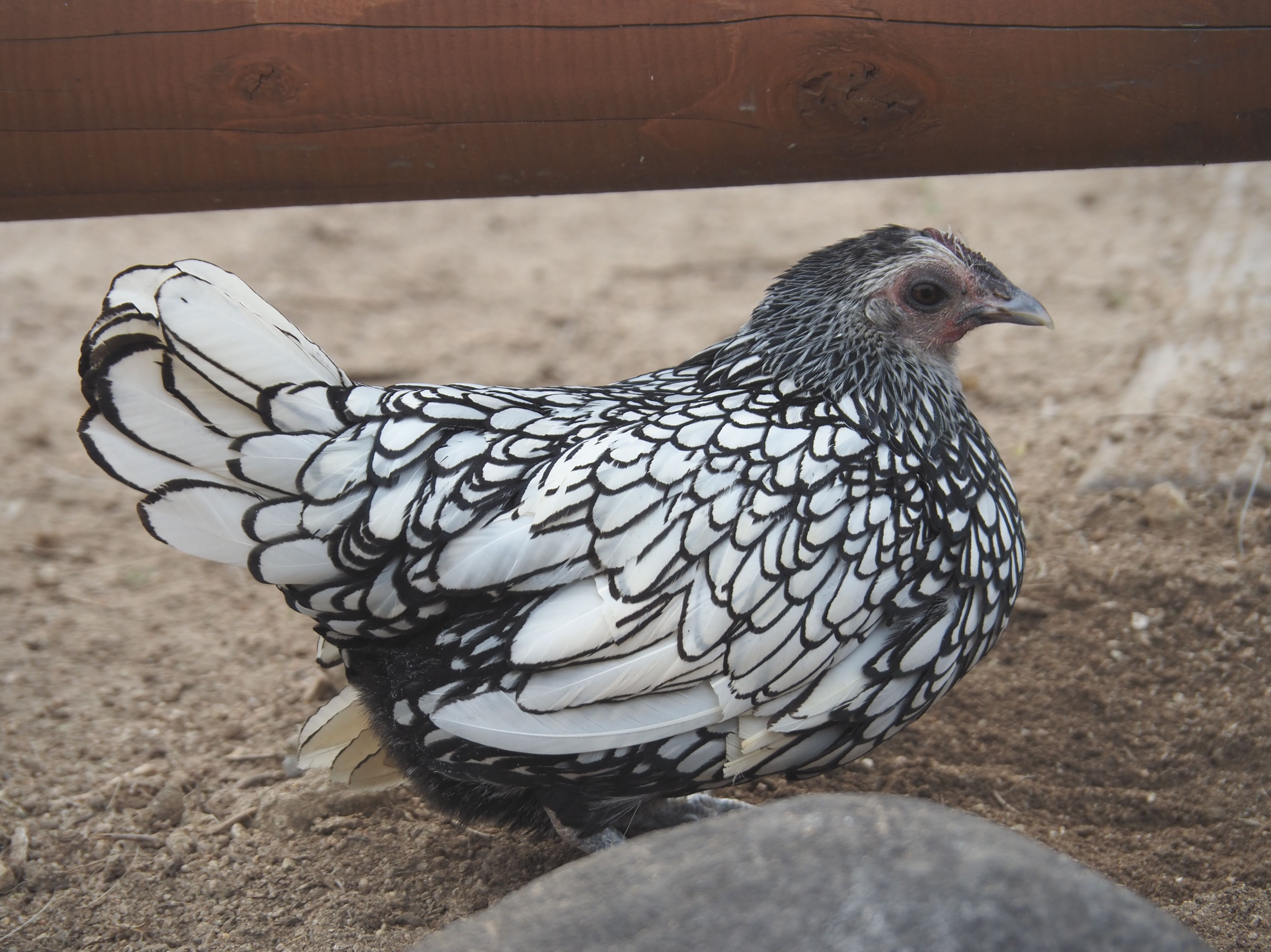 不妊治療のその後】くちばしをもがれたコウノトリ｜めぐみティコ