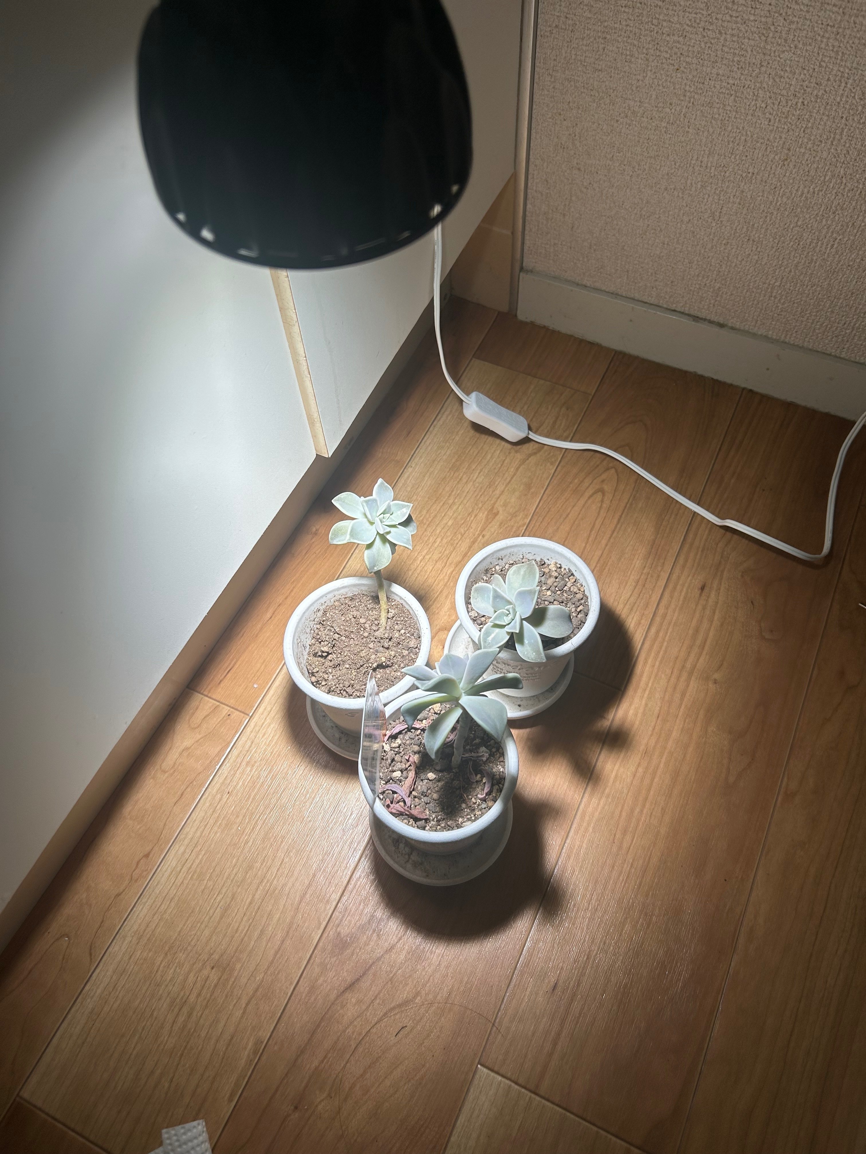 飼育環境紹介『照明編』植物用LEDライトレビュー｜クル＠まめごはん