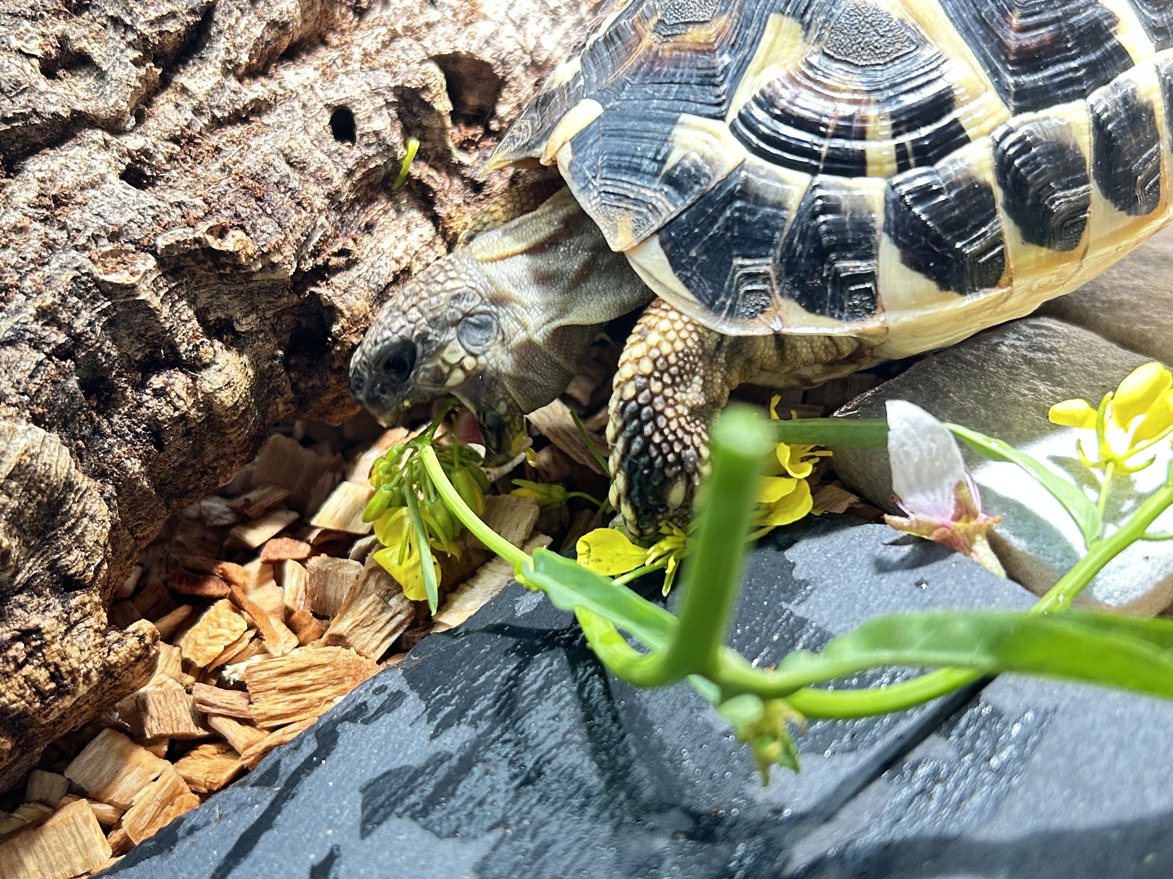 飼育環境紹介『照明編』植物用LEDライトレビュー｜クル＠まめごはん