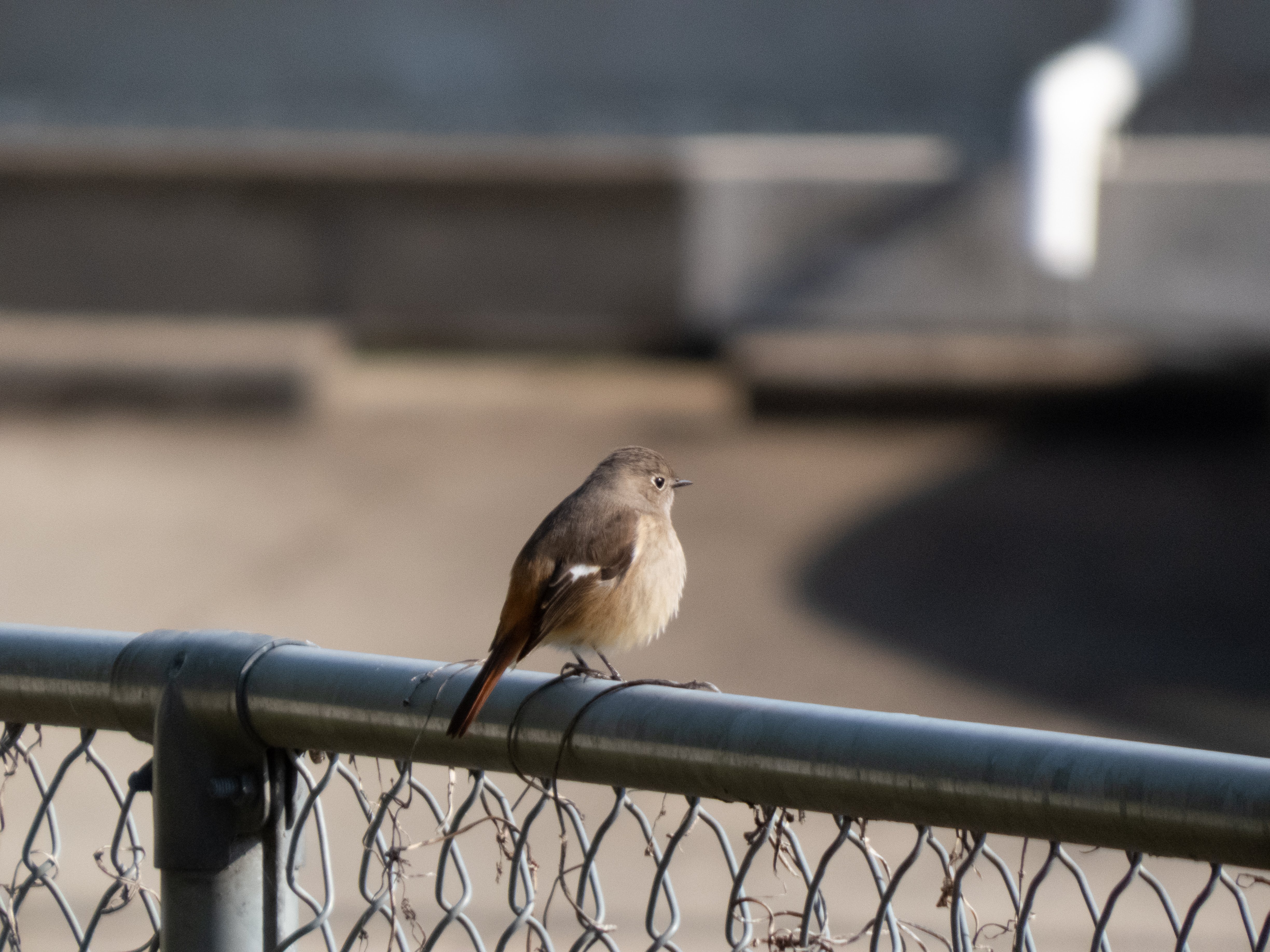 リトシガ コンデジで野鳥撮影はできるのか【LUMIX FZ85D】｜Re_passo