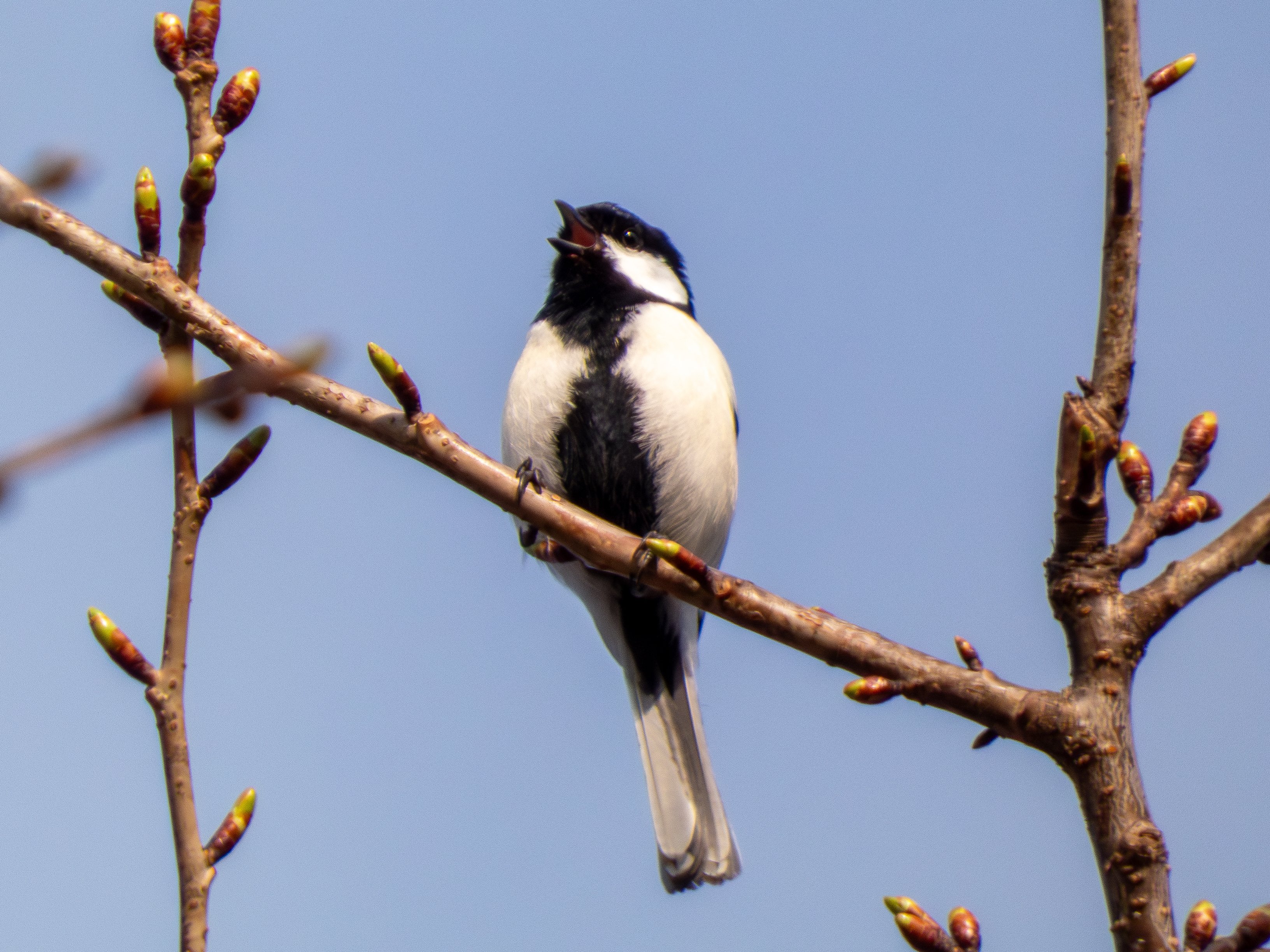 リトシガ コンデジで野鳥撮影はできるのか【LUMIX FZ85D】｜Re_passo