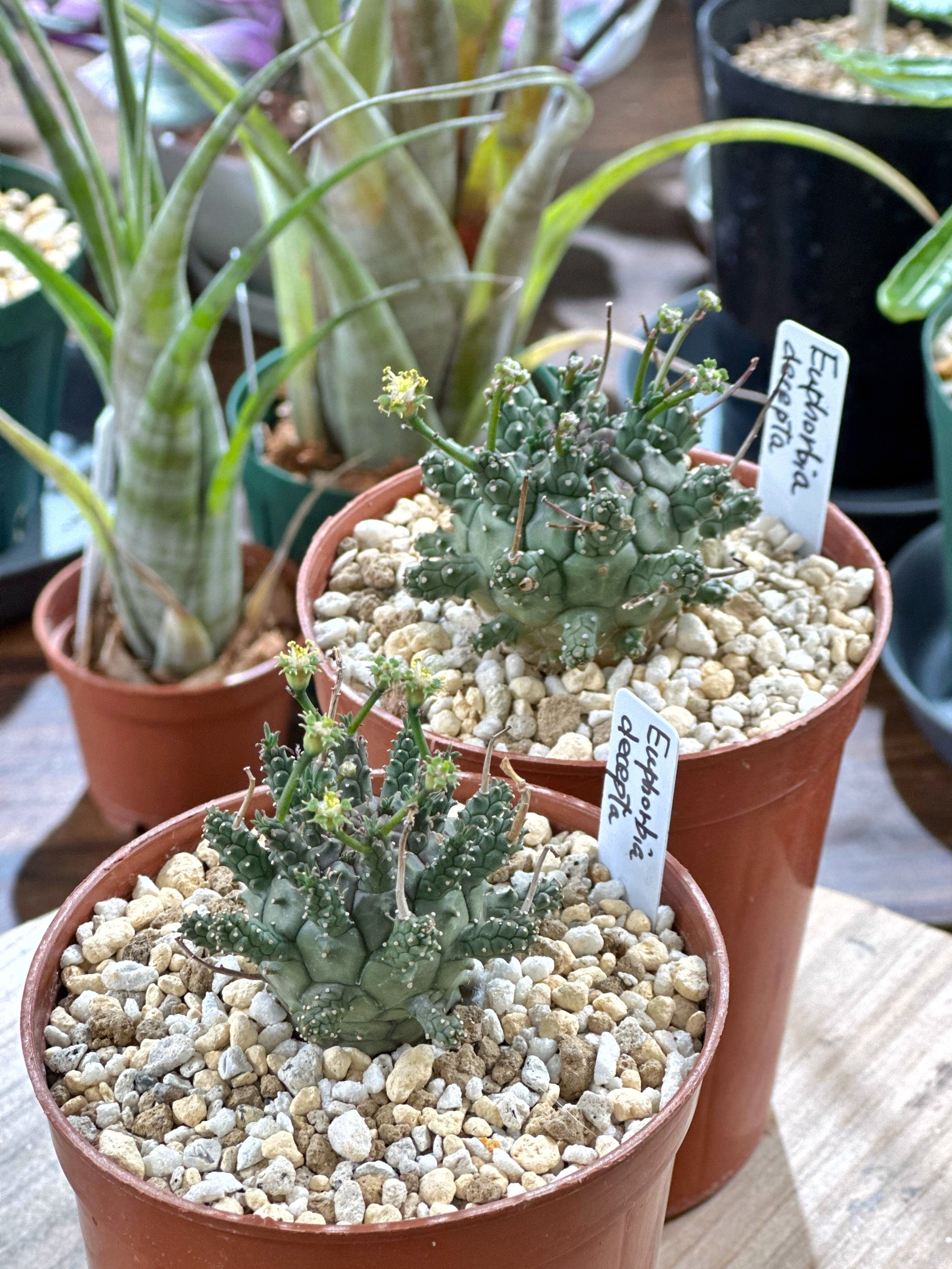 Euphorbia decepta の小苗が花を咲かせ始めていました