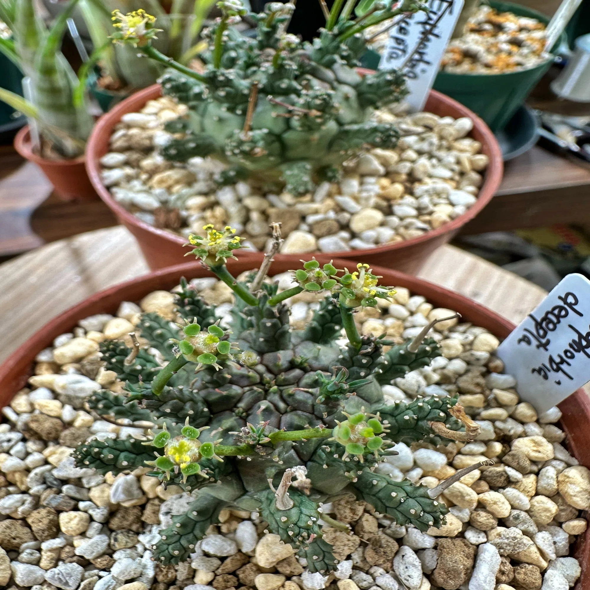 Euphorbia decepta の小苗が花を咲かせ始めていました ユーフォルビア 