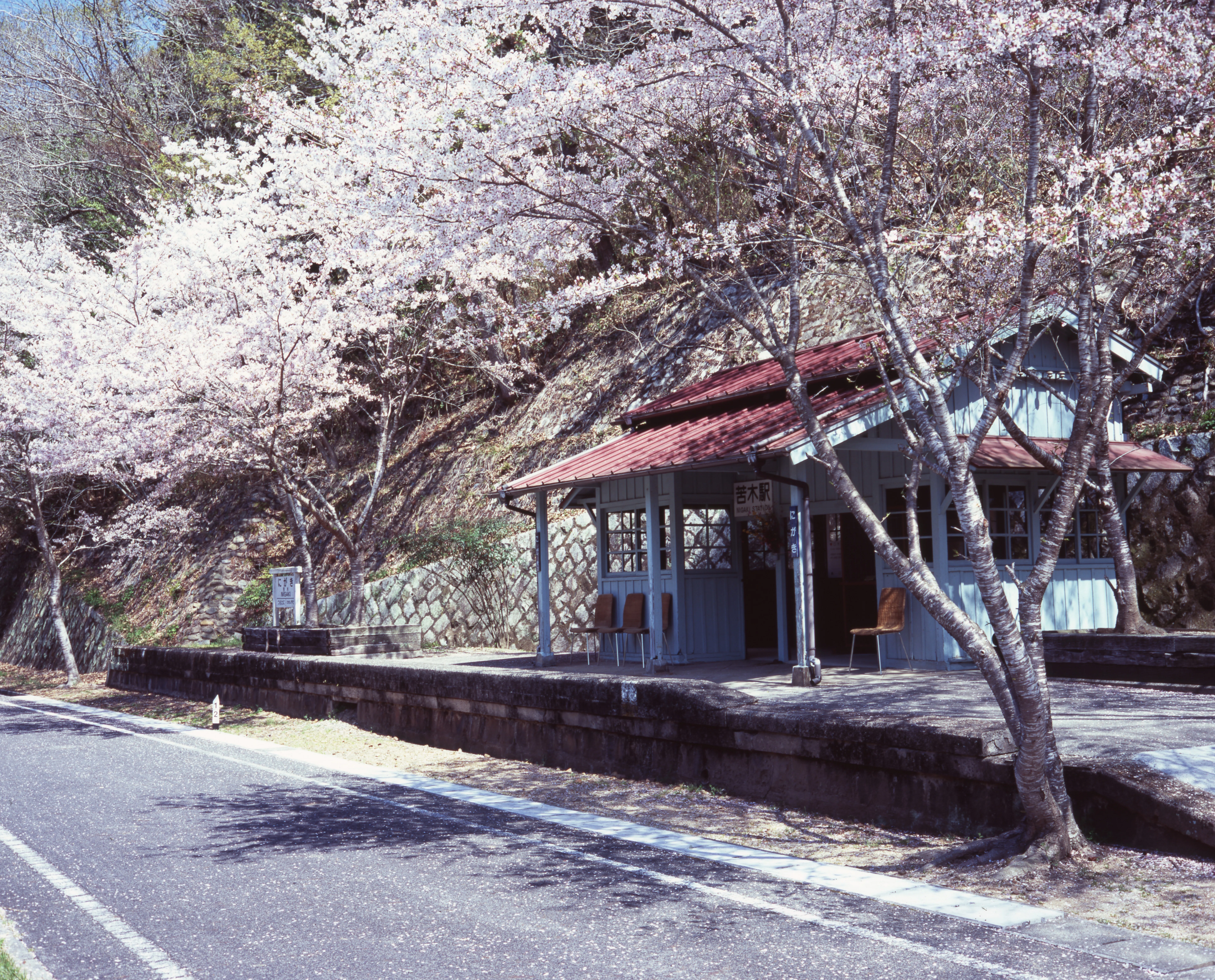 桜と電車と鉄橋と、写真。｜Miyake