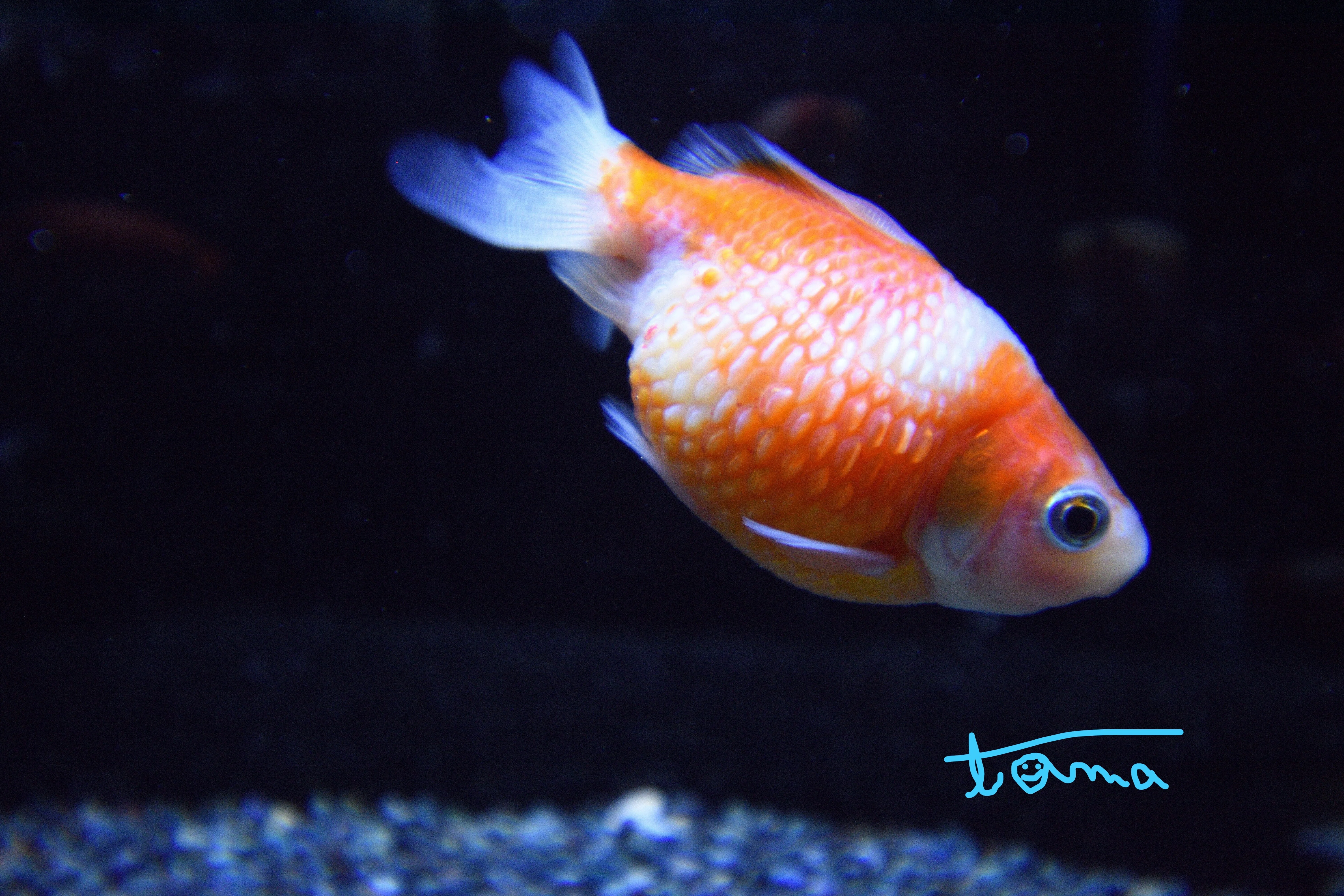 金魚が舞い踊る！｜tama：旅と動物、時々おいしいものが好きな駆け出し