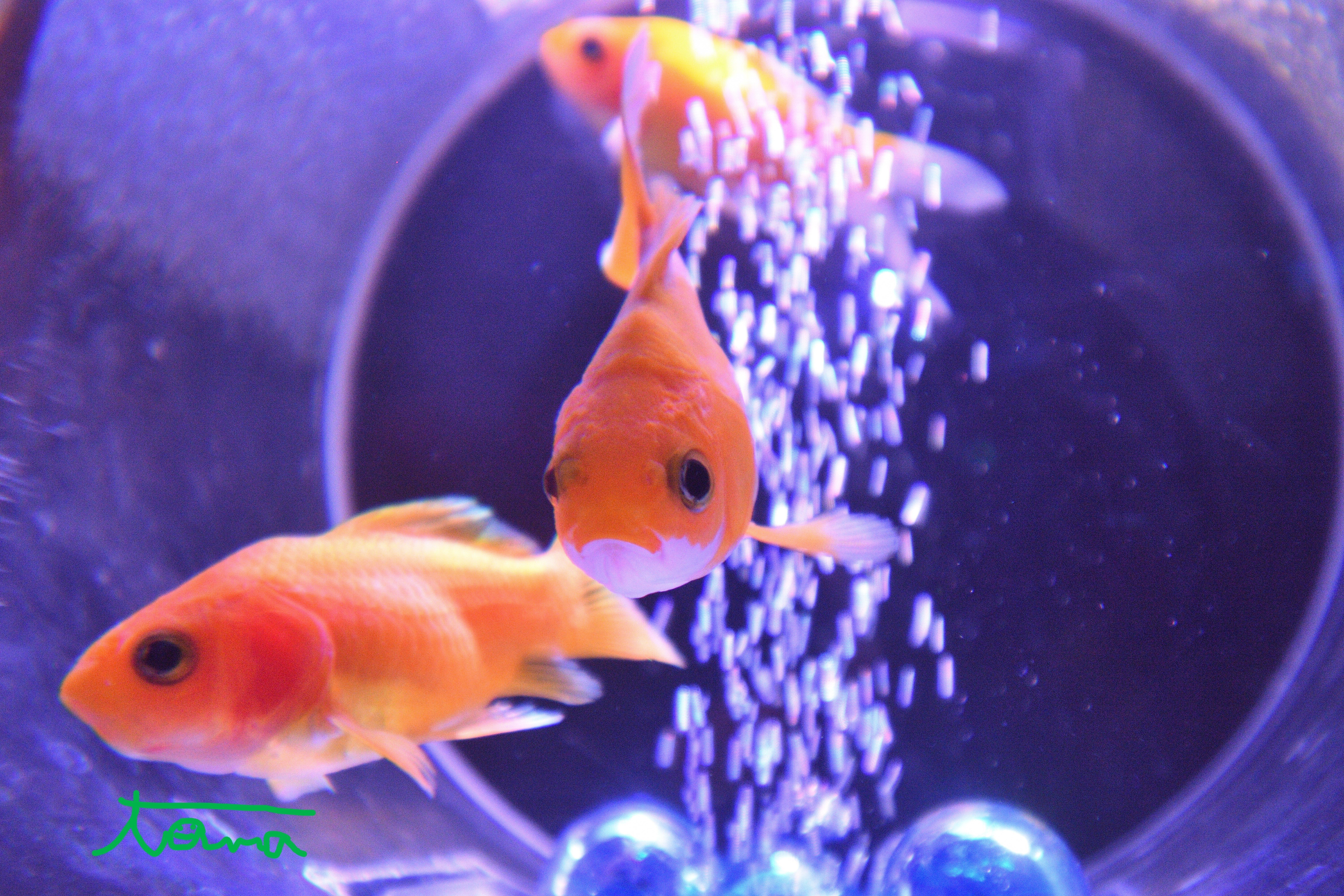 金魚が舞い踊る！｜tama：いきいきした写真を撮れる旅作家になる！