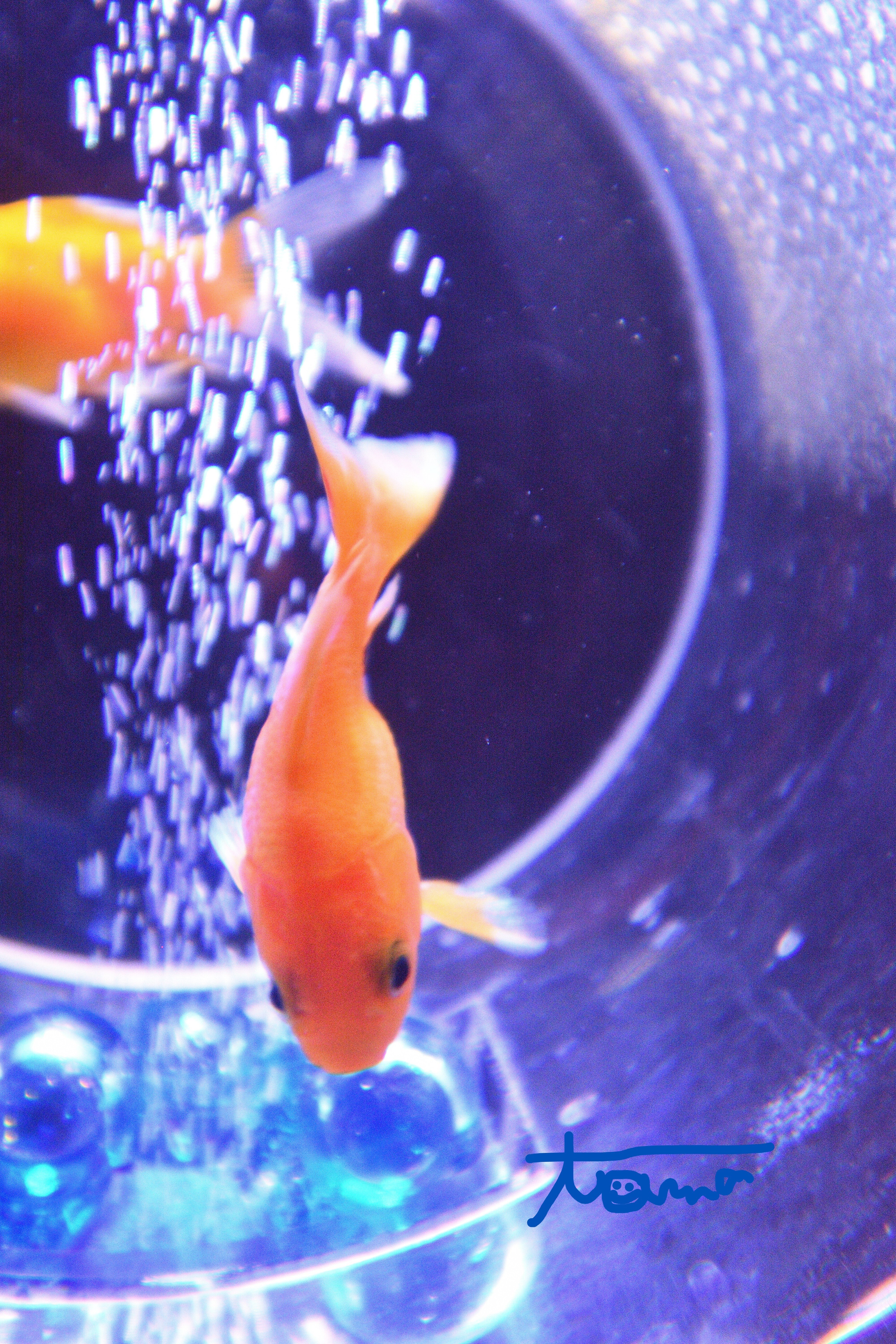 金魚が舞い踊る！｜tama：いきいきした写真を撮れる旅作家になる！