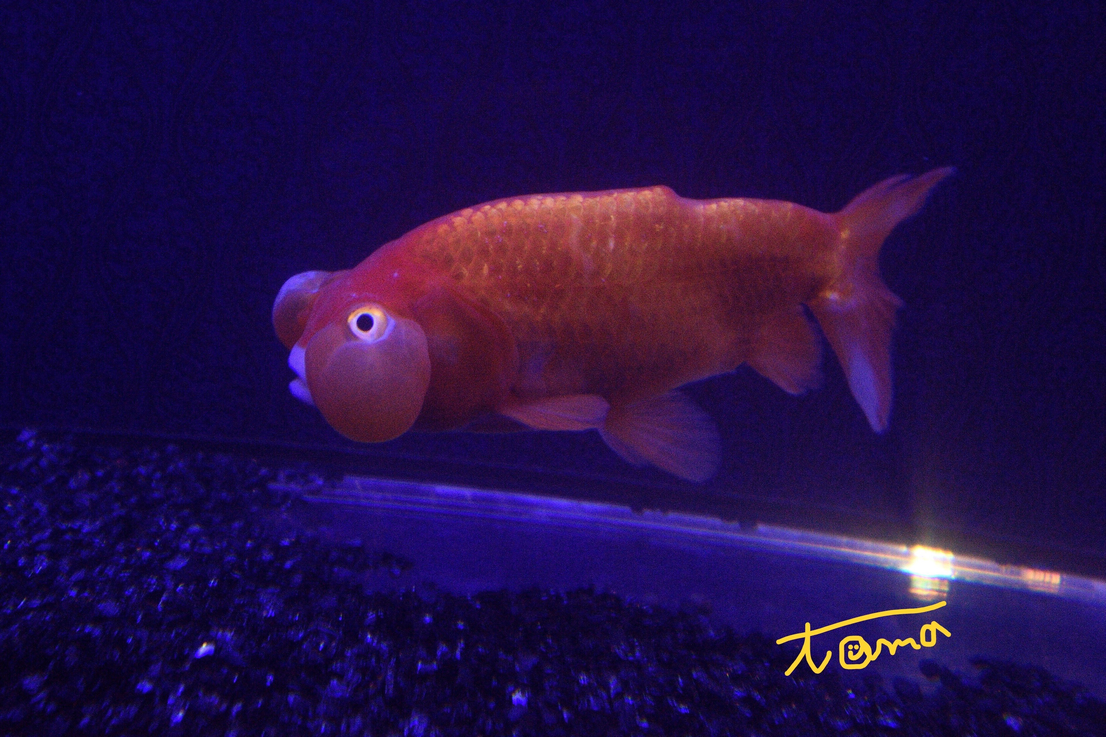 金魚が舞い踊る！｜tama：いきいきした写真を撮れる旅作家になる！