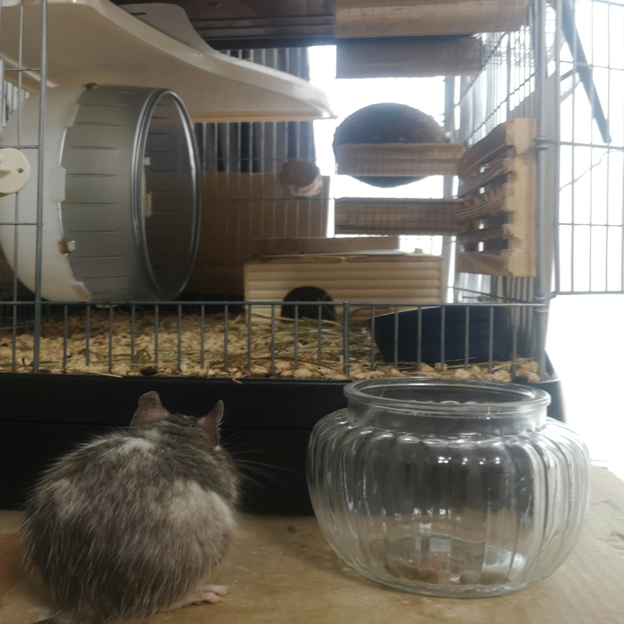 ハム生成特別版「ハムスターのハロウィンナイト」～短編ストーリー～｜ベルベットR, image size:1420x2000