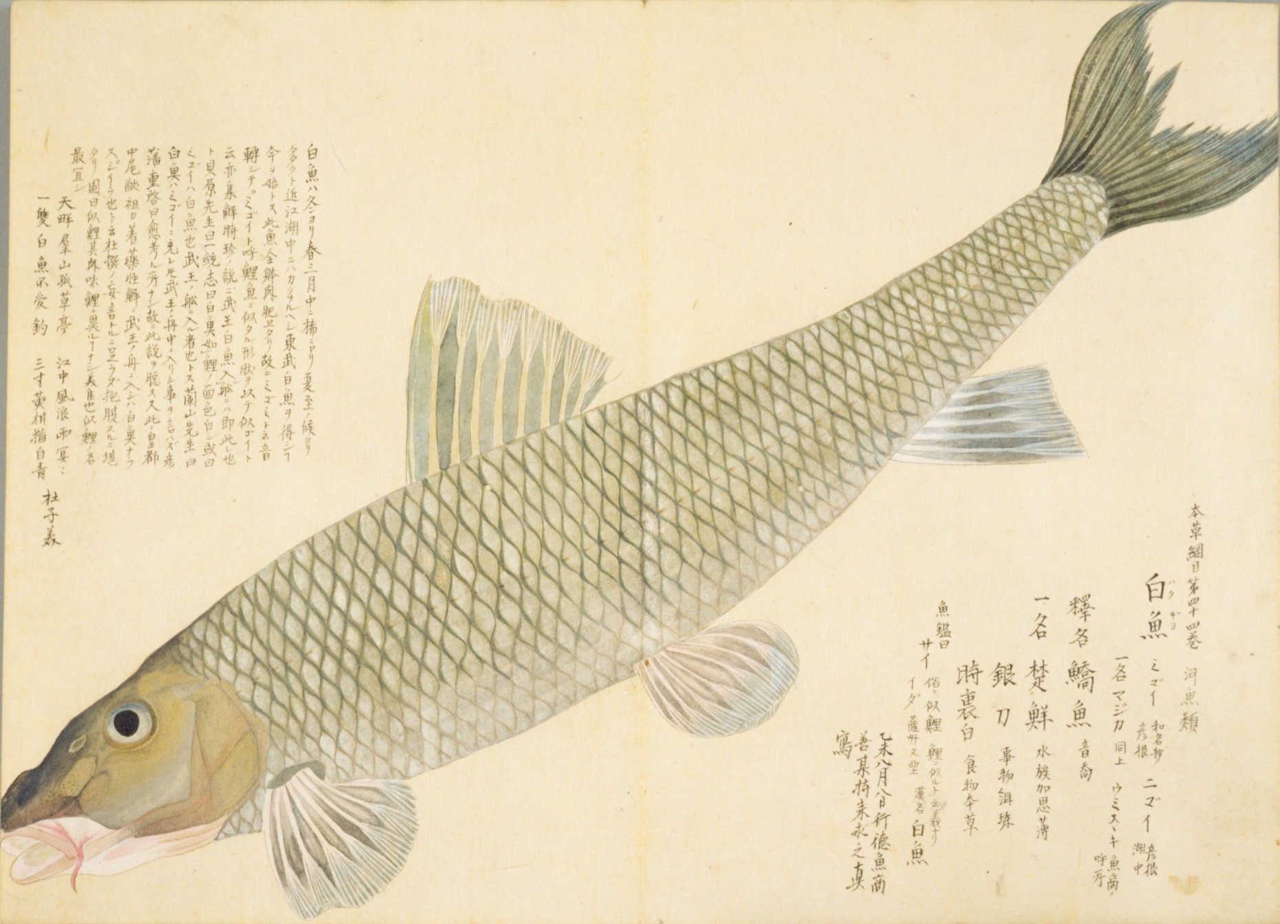梅園魚品図正】(64) 白魚（みごい）｜mominaina