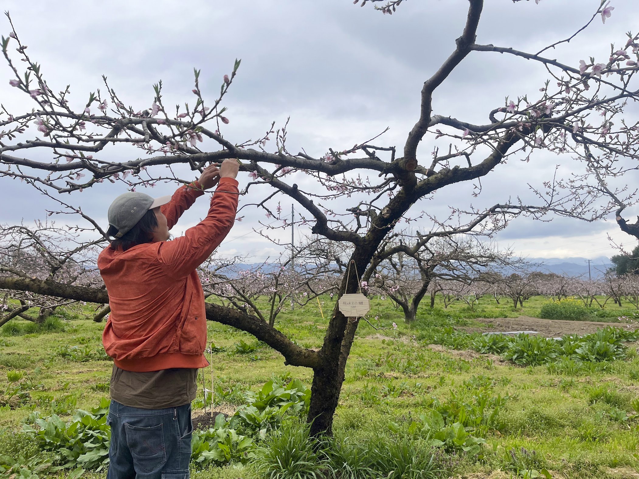 桃の生育レポート＃2025年4月｜クニミノマド オーナー制度
