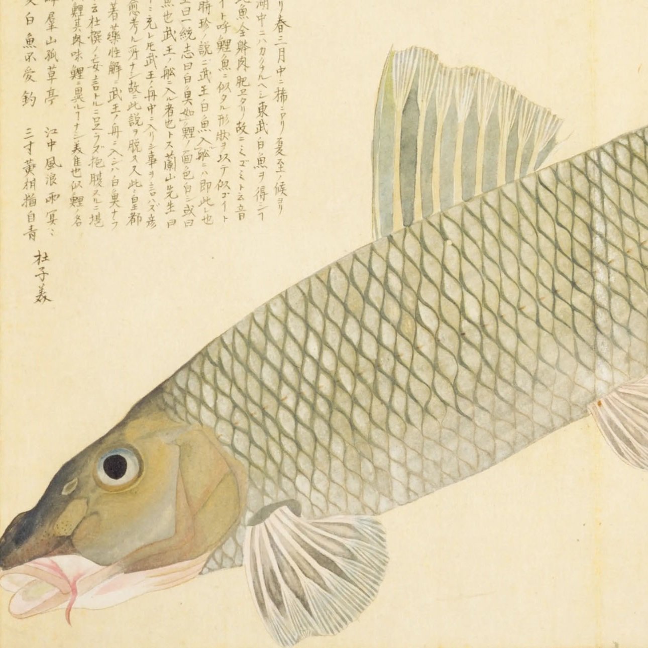 梅園魚品図正】(64) 白魚（みごい）｜mominaina