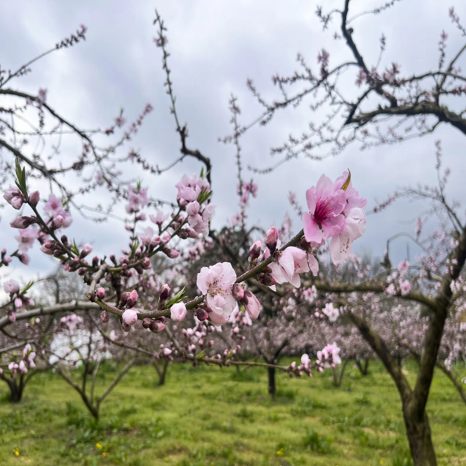 Peach Growth Report #April 2025｜クニミノマド オーナー制度