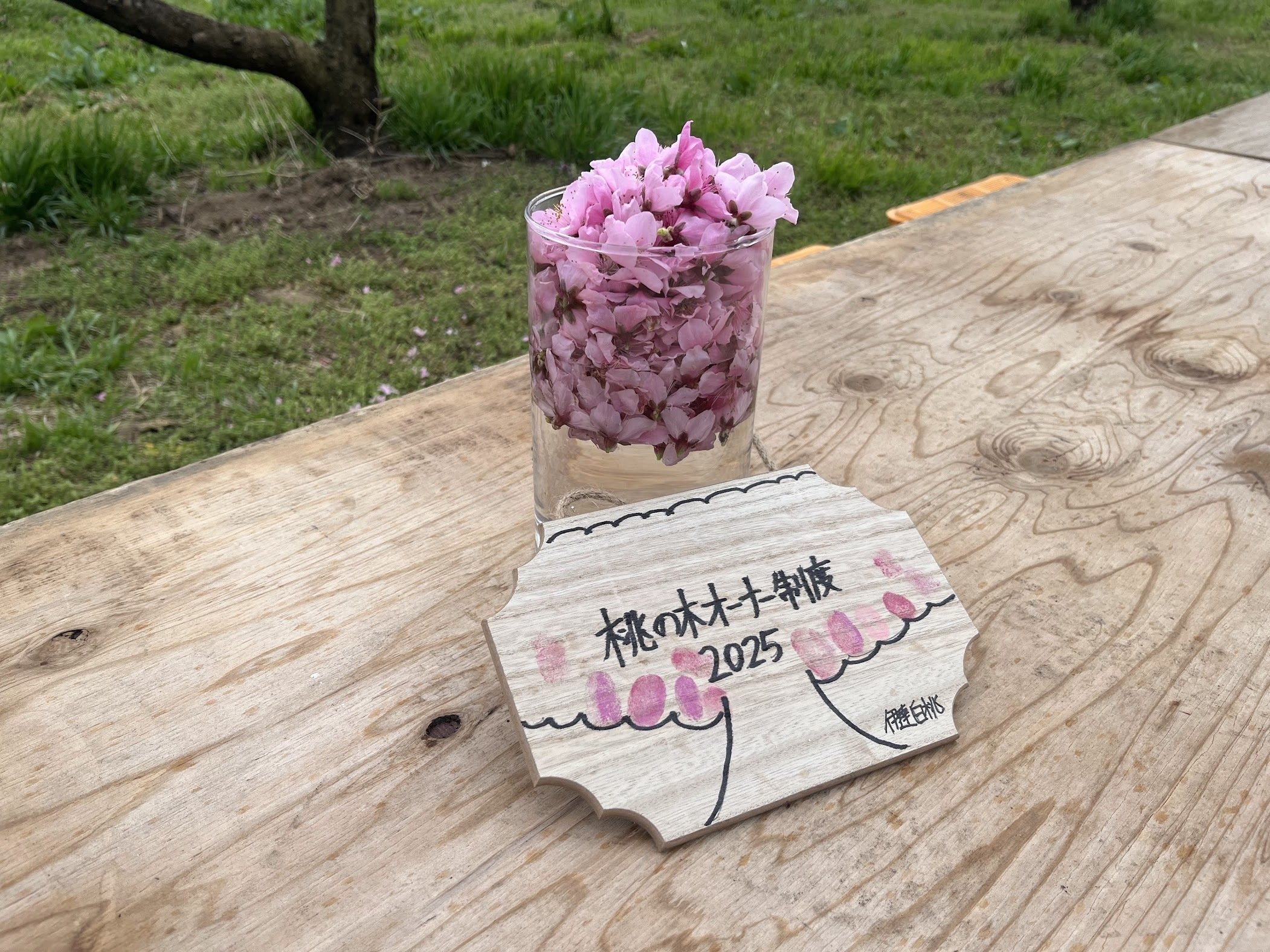 桃の生育レポート＃2025年4月｜クニミノマド オーナー制度