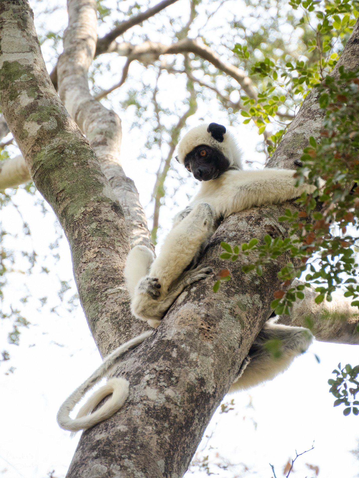 マダガスカルでキツネザルに会える場所まとめ【日本一詳しい