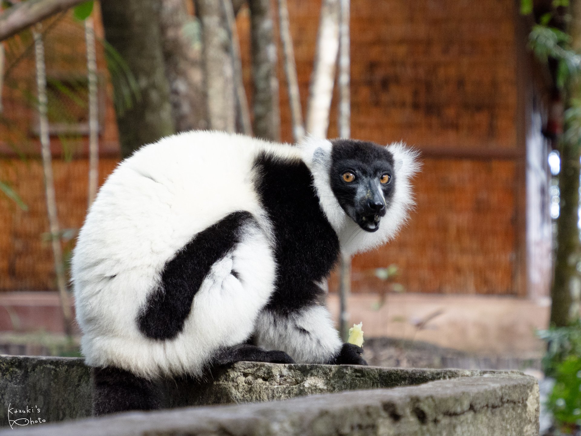 絶滅危惧のキツネザル、観光島へ移住させて保護へ | ナショナル