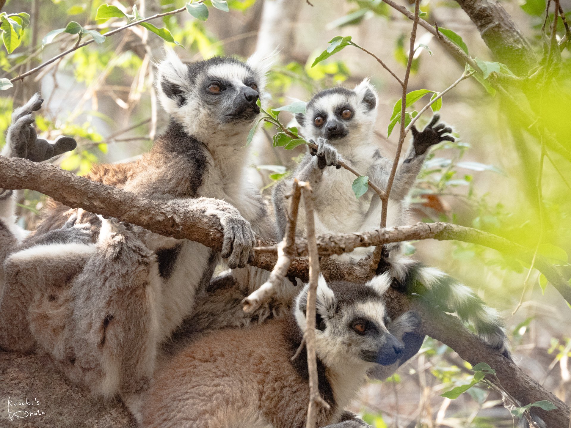マダガスカルでキツネザルに会える場所まとめ【日本一詳しい