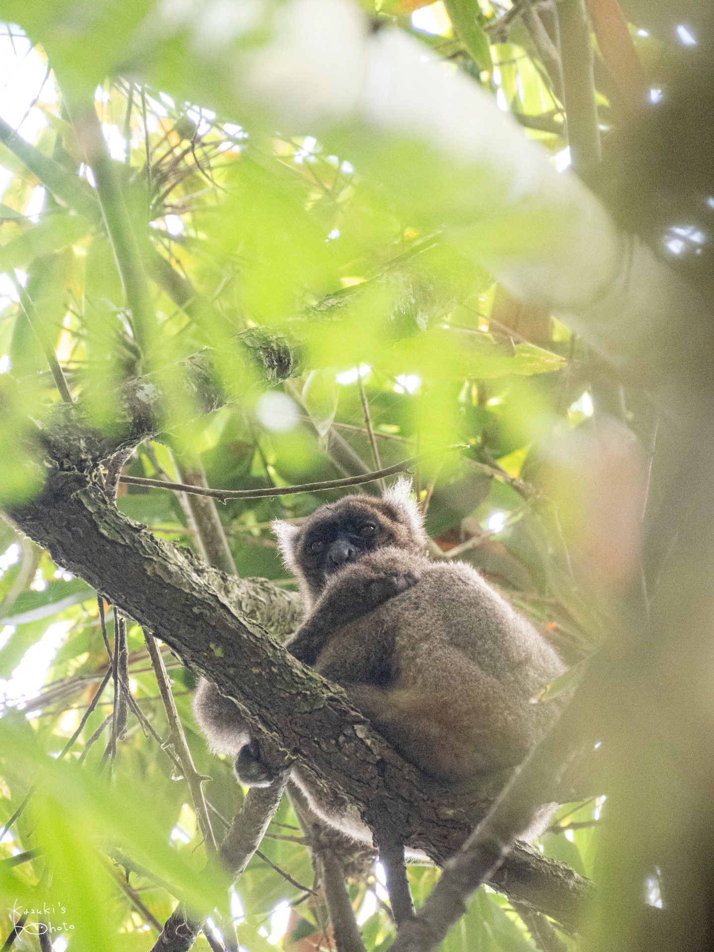 マダガスカルでキツネザルに会える場所まとめ【日本一詳しい
