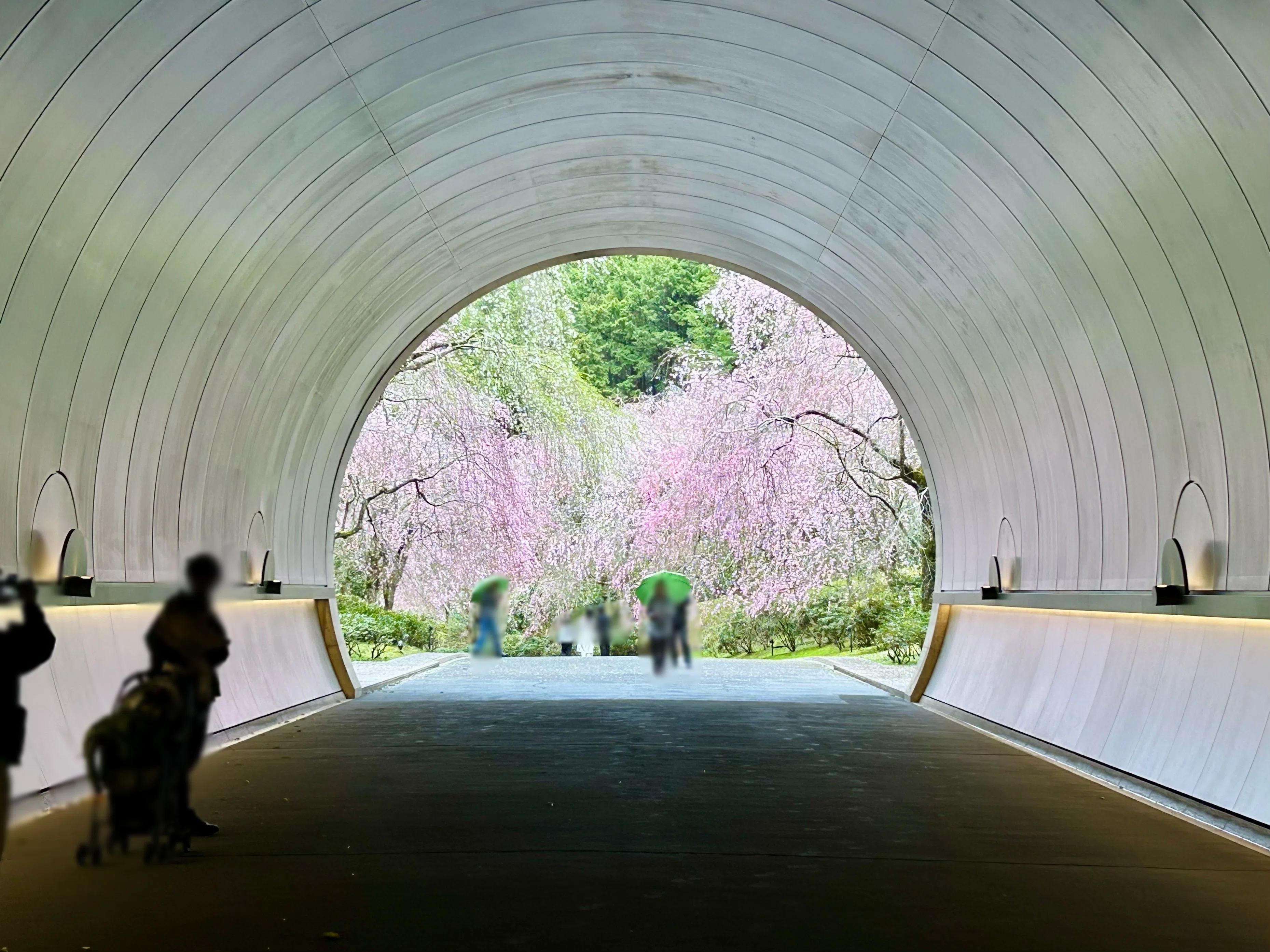 滋賀で春を味わう一日旅 〜MIHO MUSEUMと信楽ドライブ〜 【旅ログ
