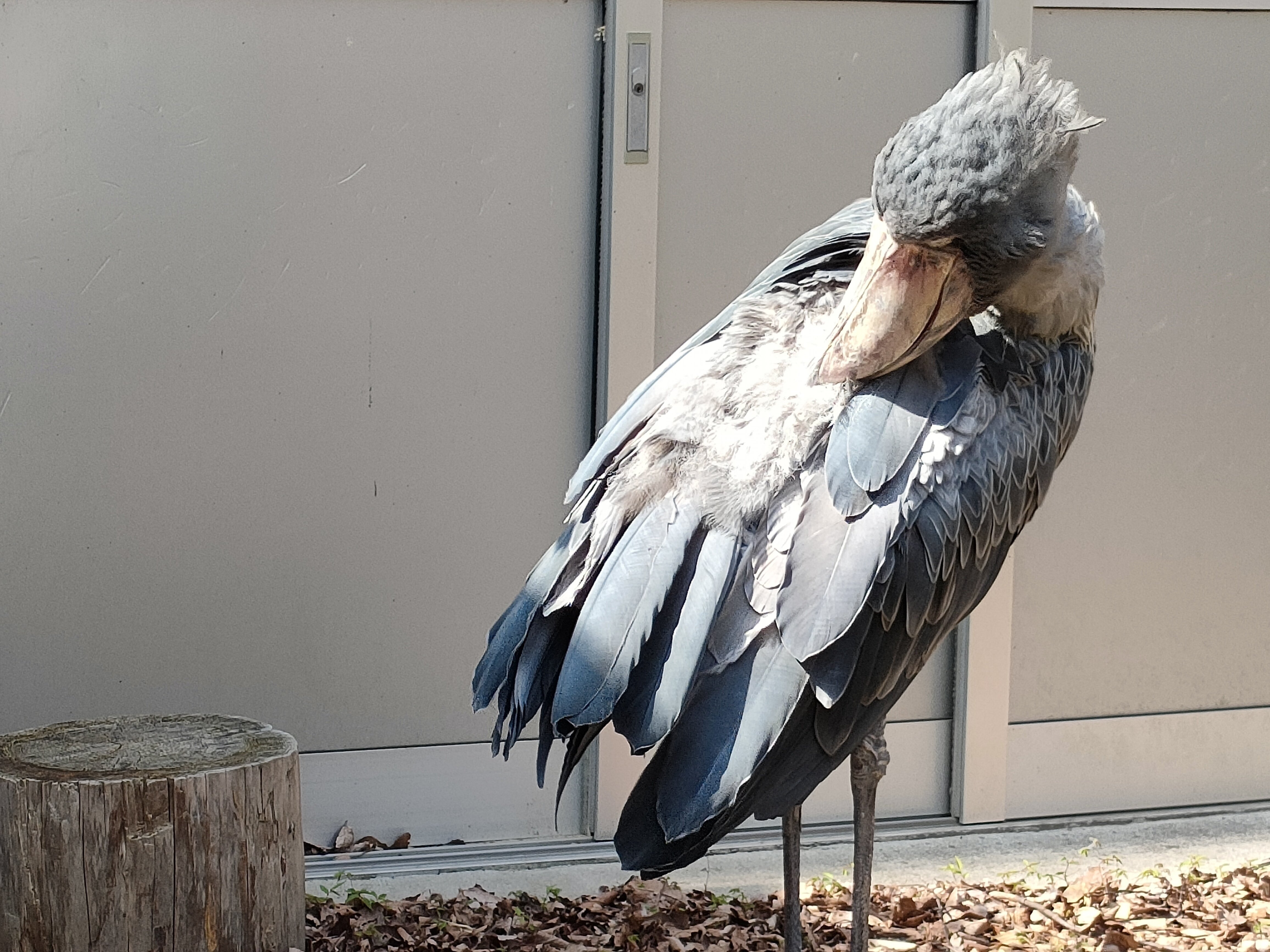 松江フォーゲルパーク｜saku