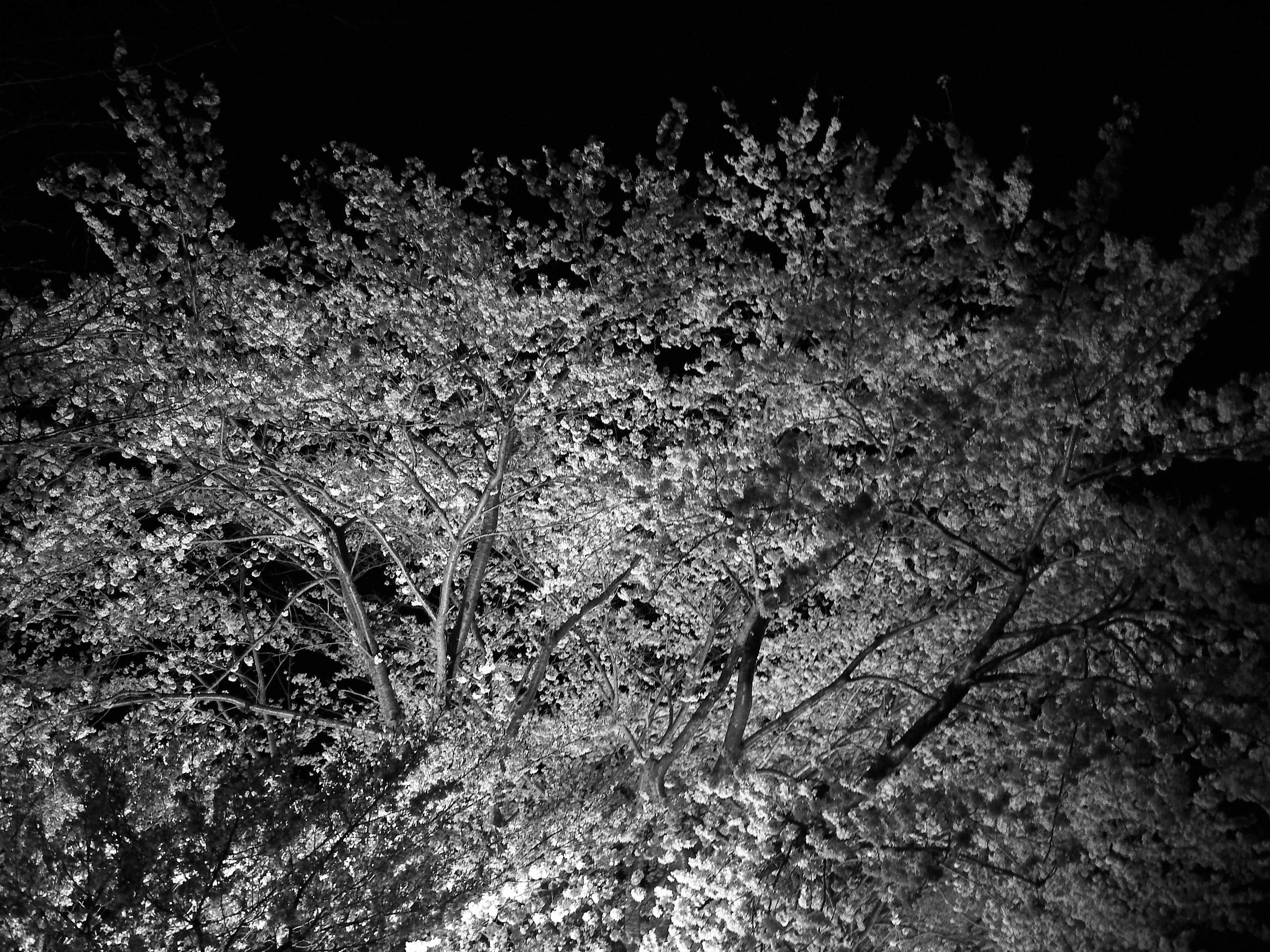 今から15年前に撮影した桜｜はじめ