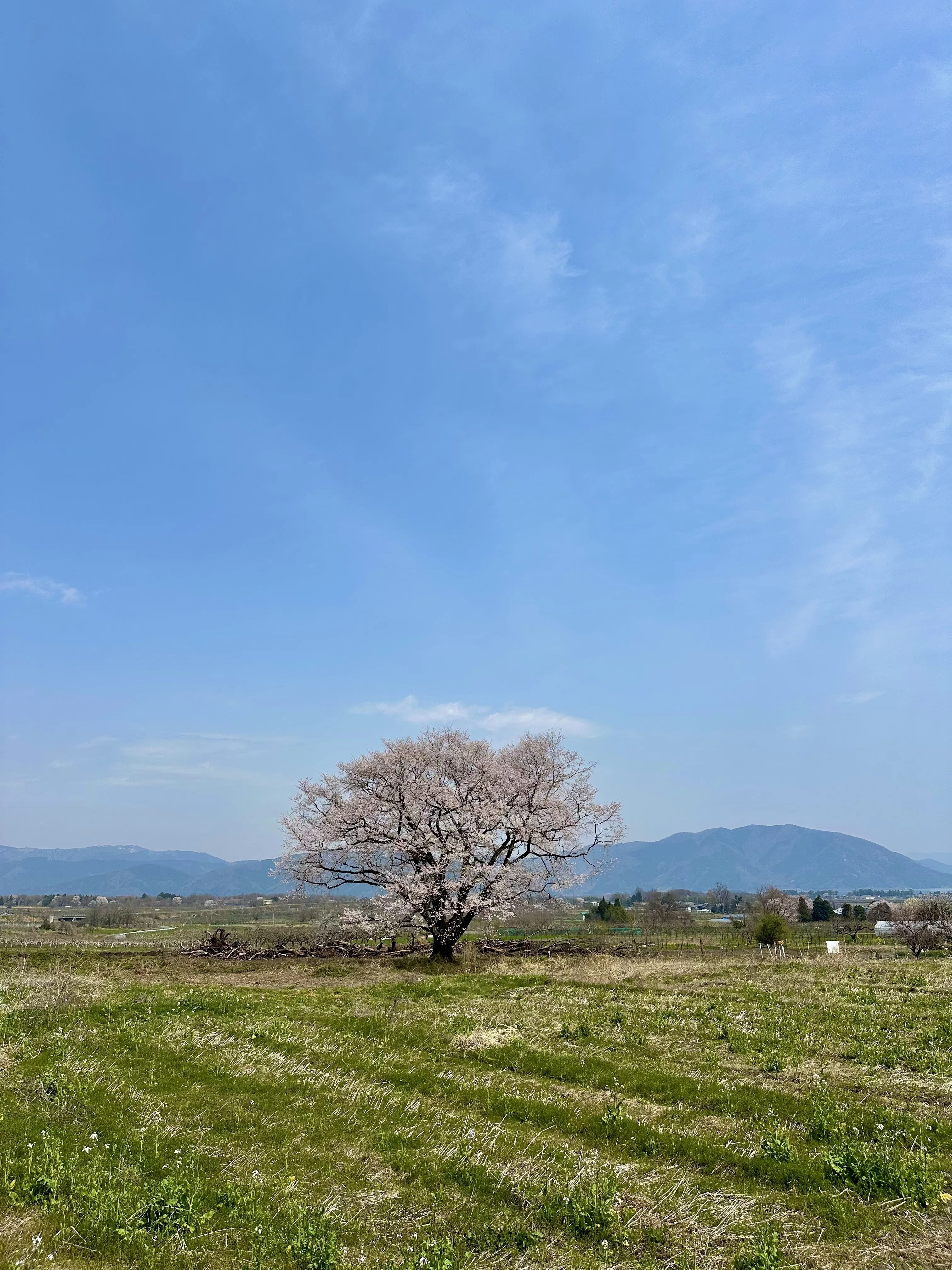 北近江に人知れず咲き続ける、桜の巨樹たち｜風街観光社（Shozo Nishioka）