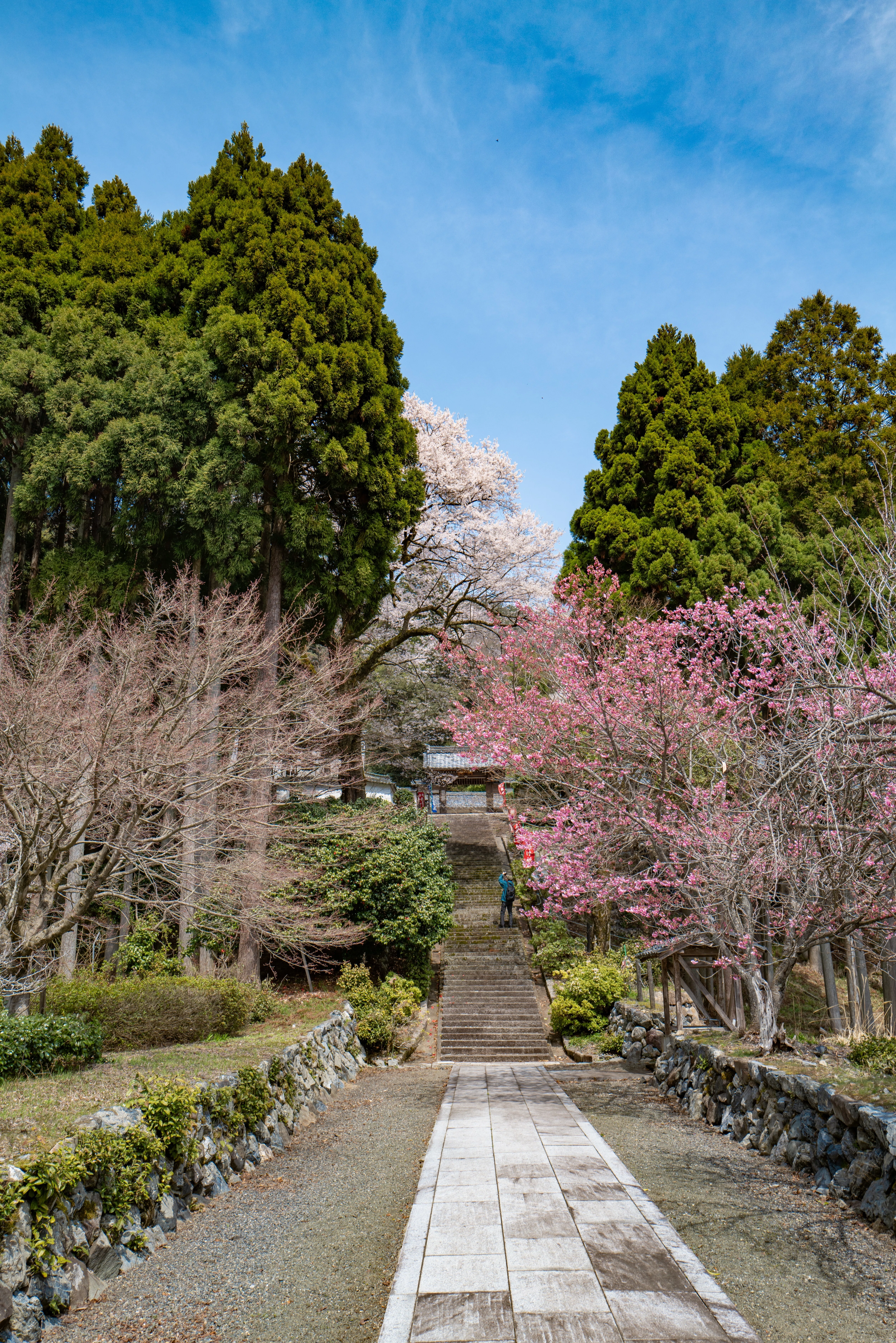 北近江に人知れず咲き続ける、桜の巨樹たち｜風街観光社（Shozo Nishioka）