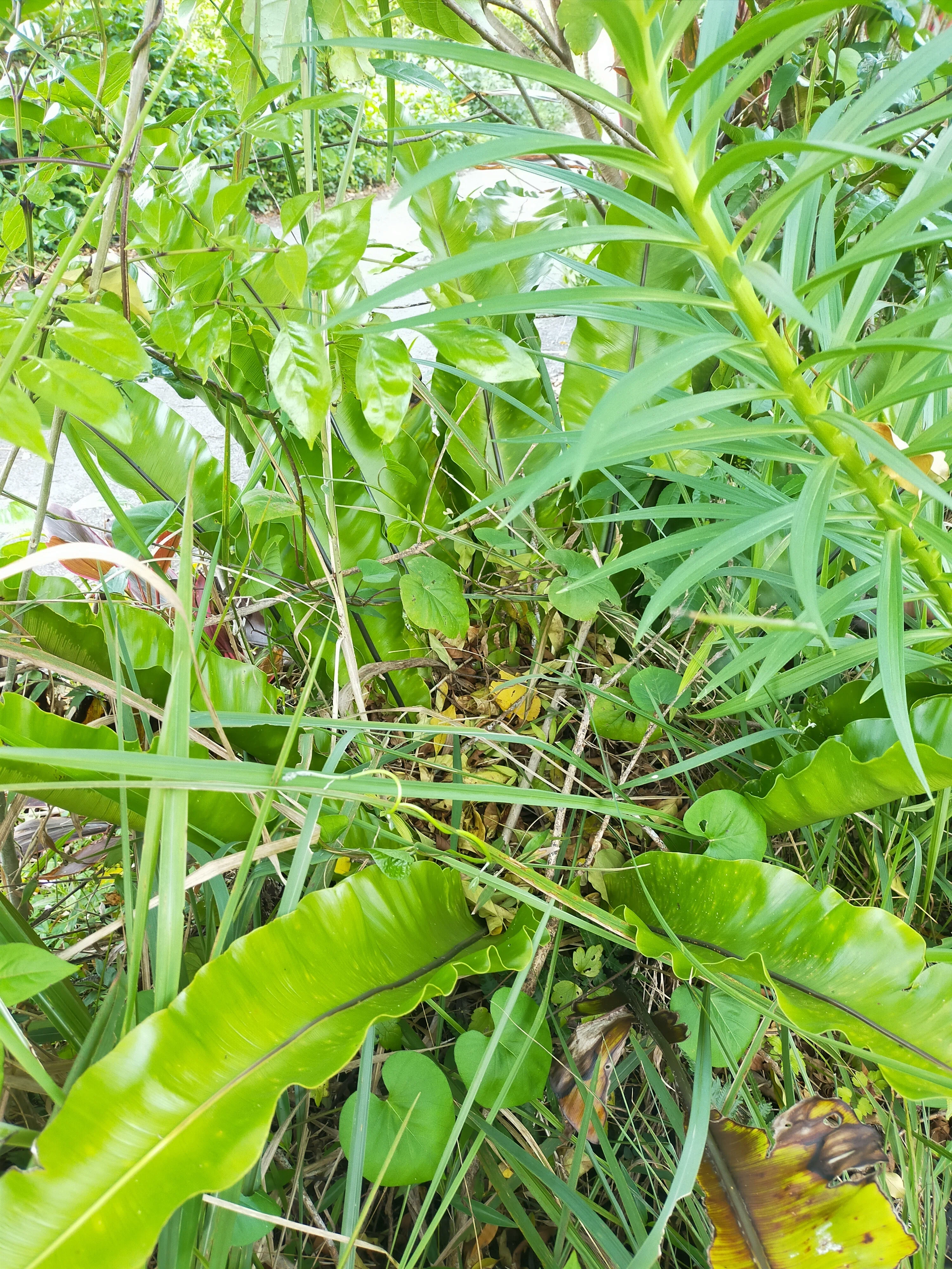 沖縄の野草観察】イヌビワ・オオタニワタリ・カッコウアザミ…自然と