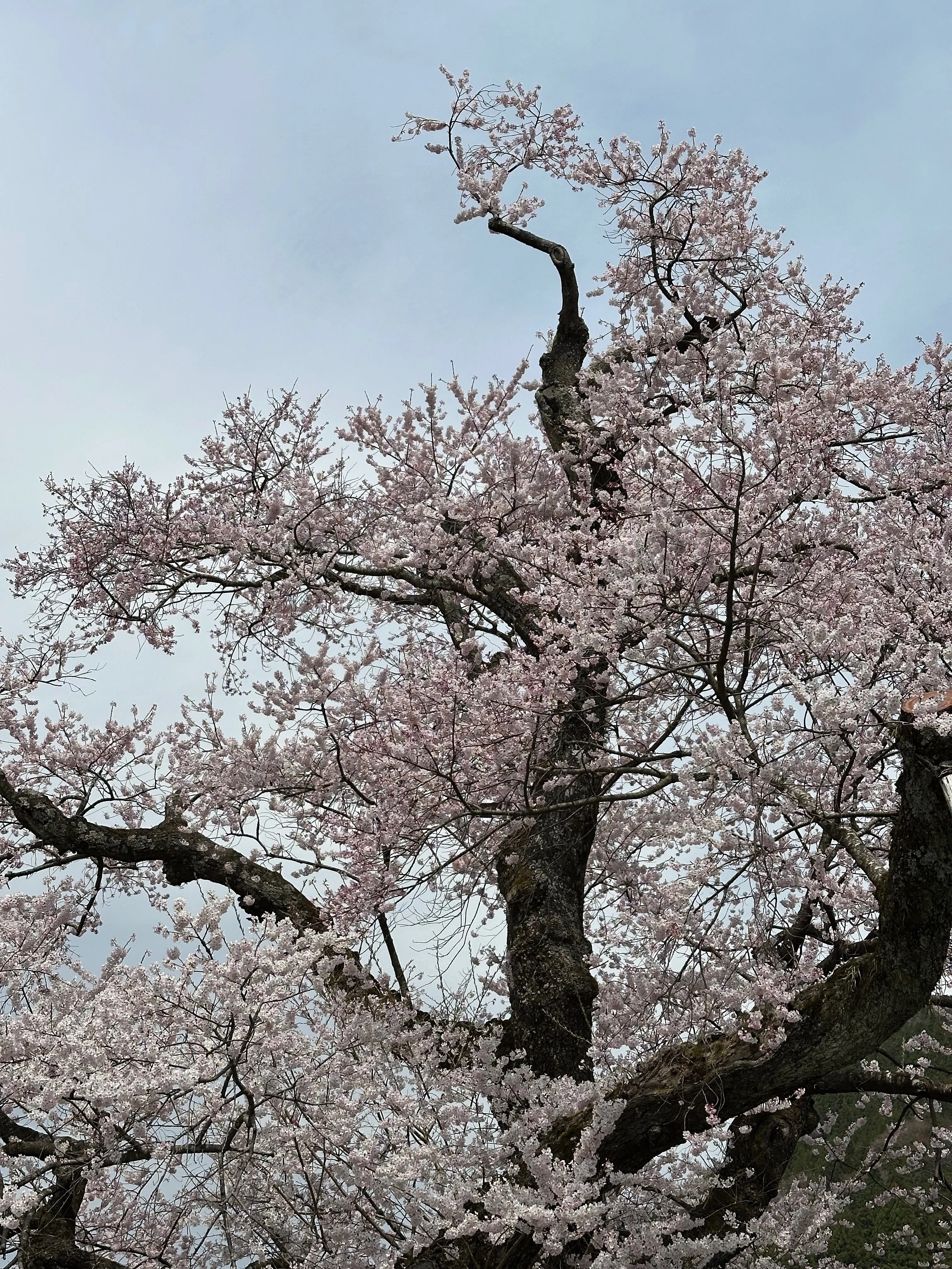 蓮桜さん 北近江に人知れず咲き続ける、桜の巨樹たち｜風街観光社（Shozo Nishioka）