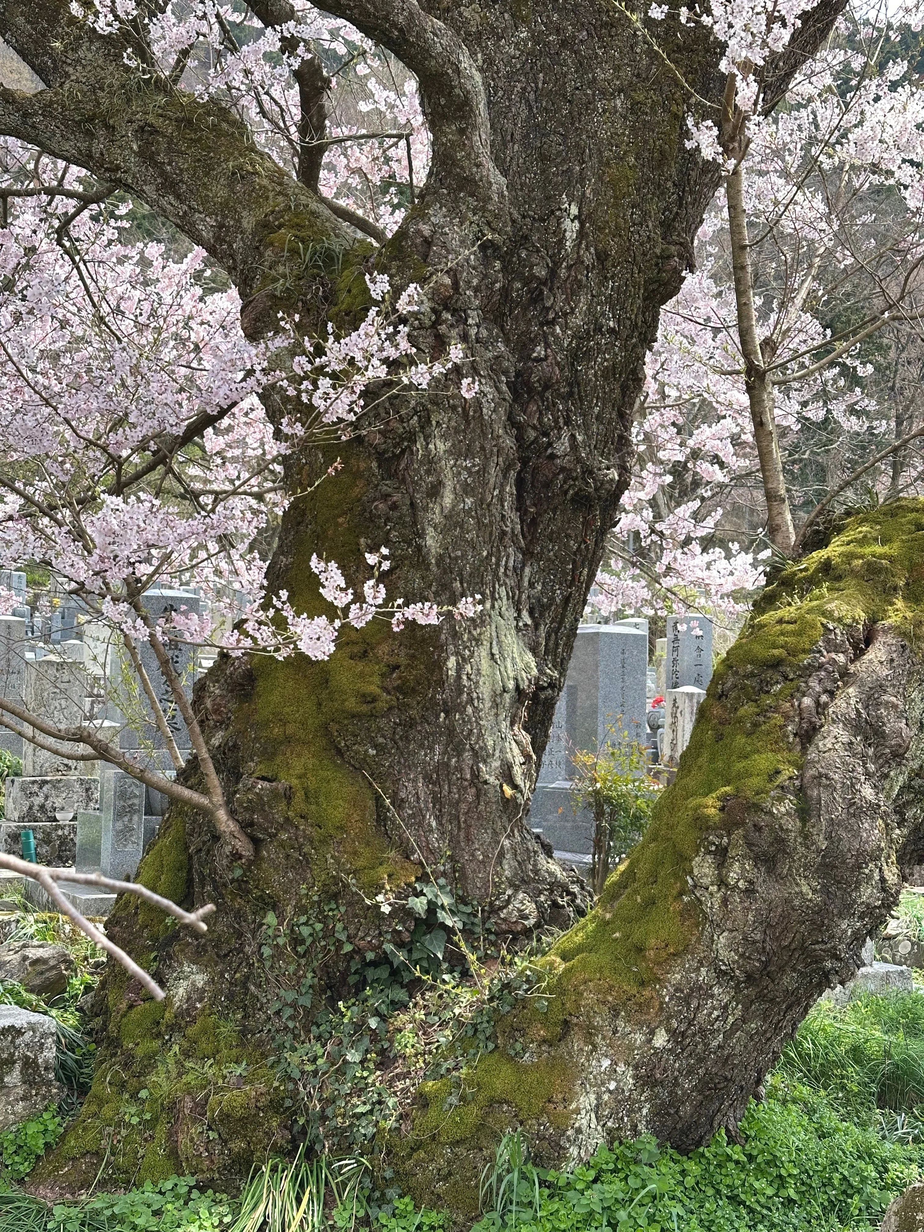 北近江に人知れず咲き続ける、桜の巨樹たち｜風街観光社（Shozo Nishioka）