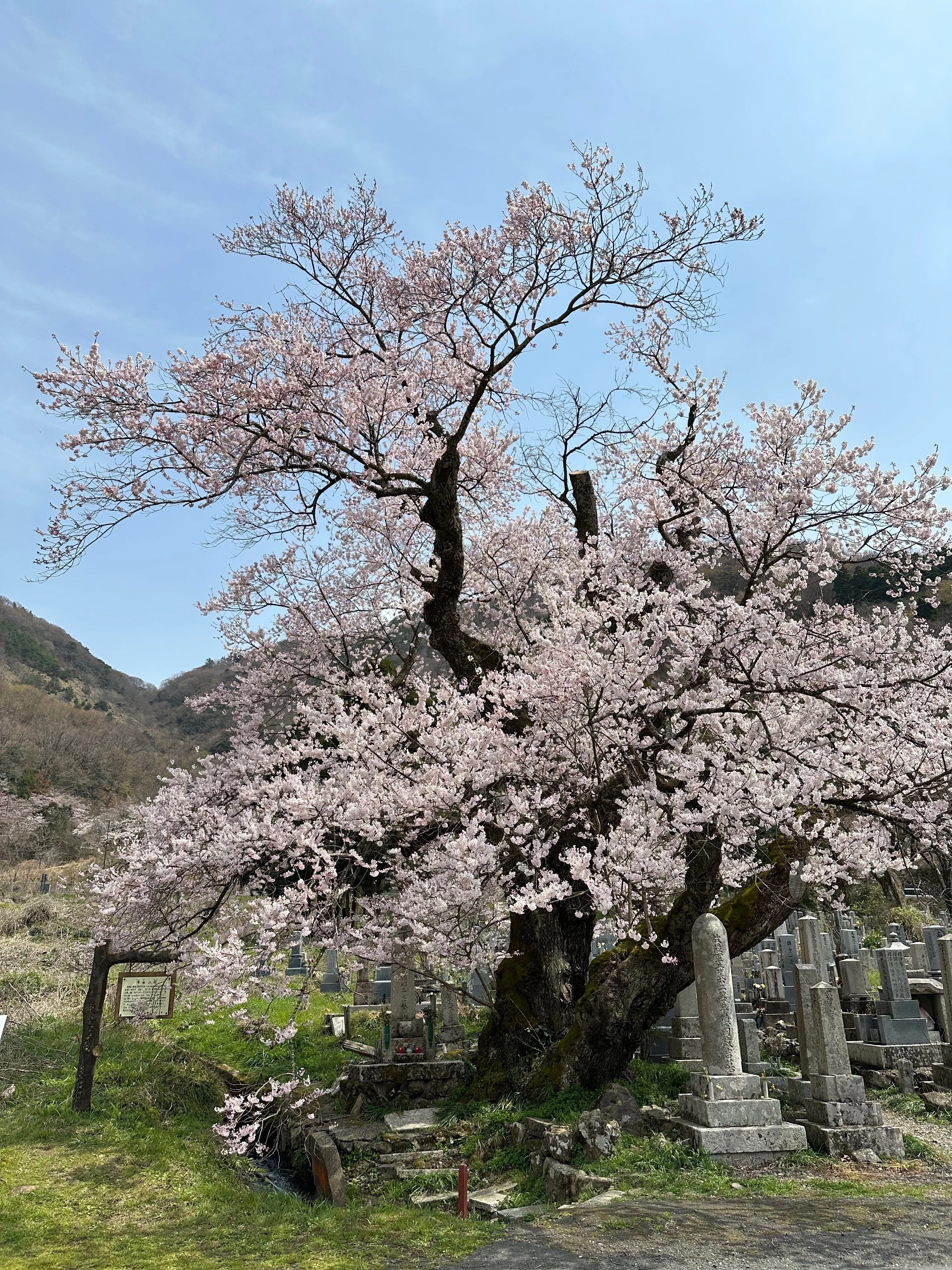 蓮桜さん 北近江に人知れず咲き続ける、桜の巨樹たち｜風街観光社（Shozo Nishioka）