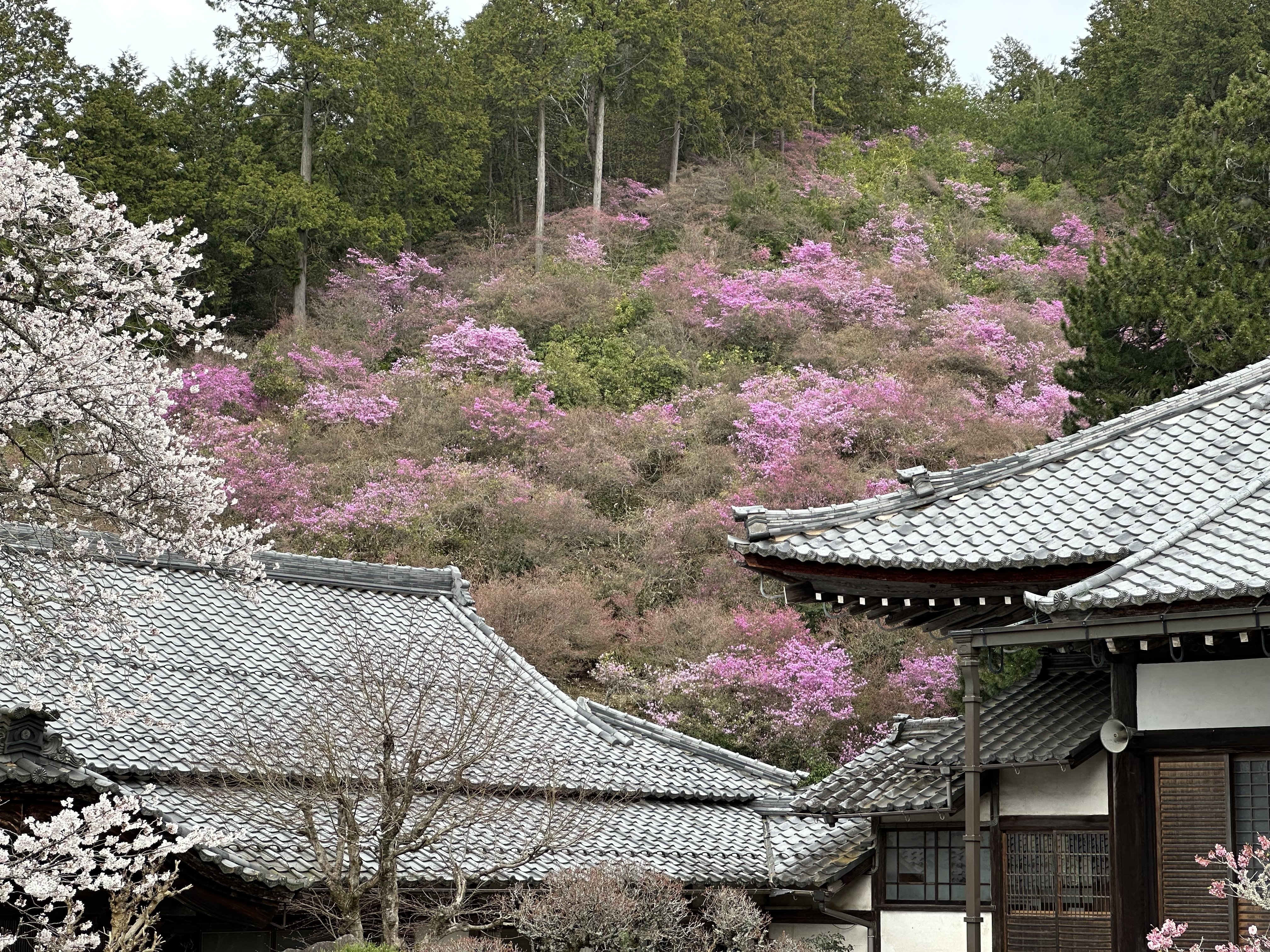 桜　他広葉樹　細木　軽トラ4台以上まとめ売り 広葉樹 ミックス 40cm 薪 軽トラック1台 | 薪Lab.さいとう☆御代田