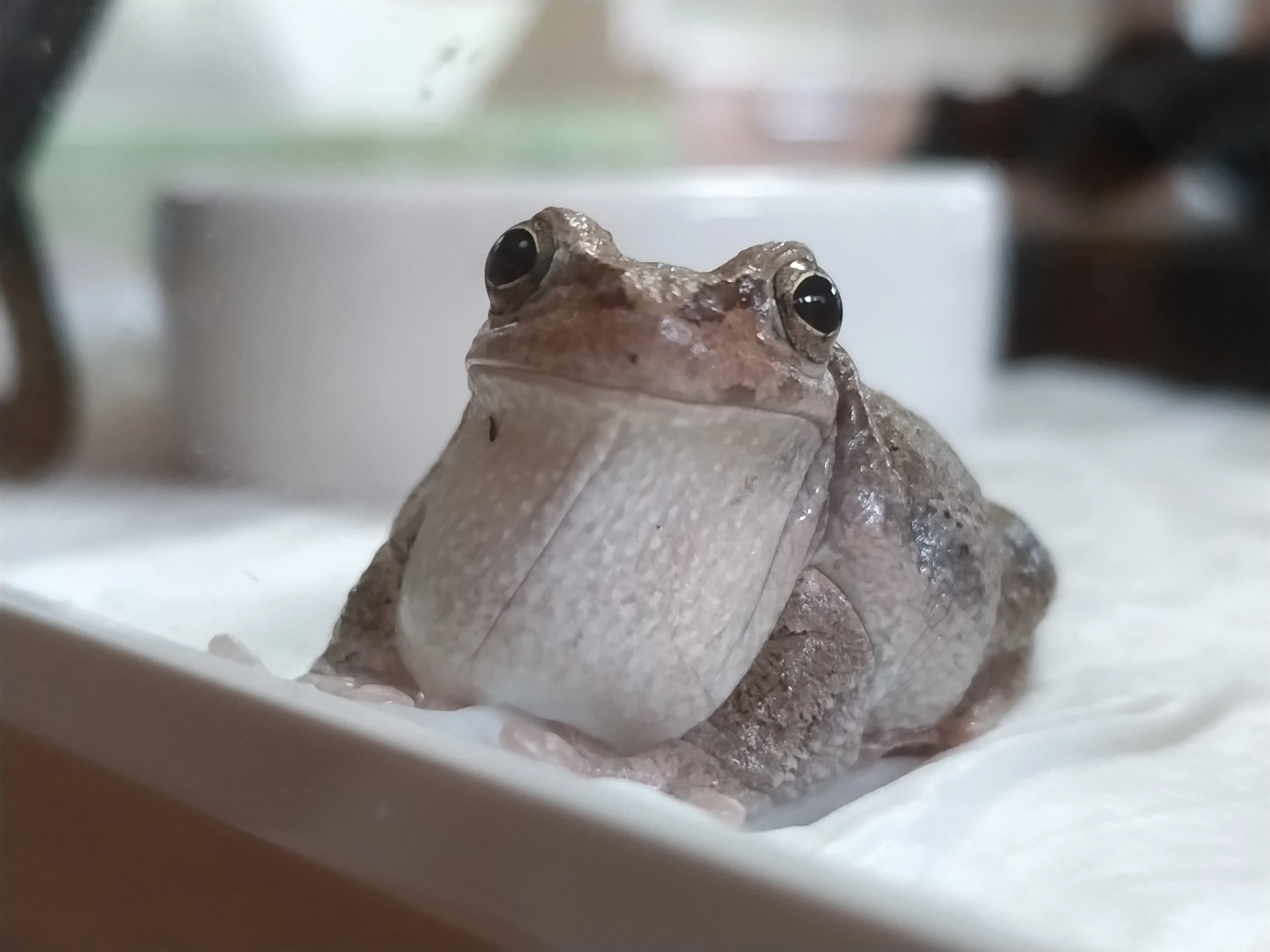 カエルは時間がわかる｜くろ
