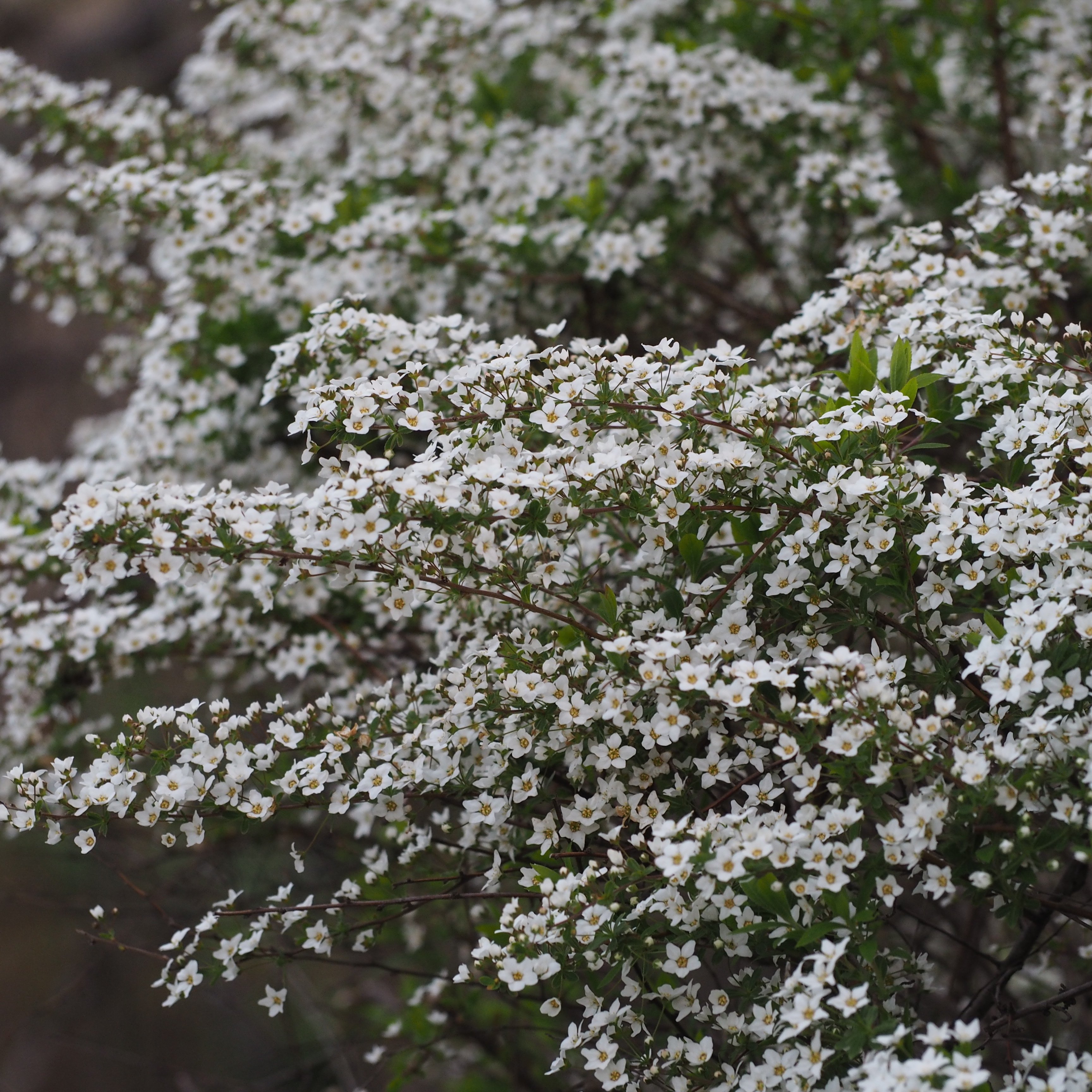 花木について｜sola og planta 作業日誌