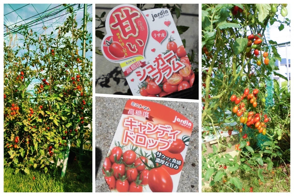 おすすめミニトマト?／は何？① 16年58品種（のべ160本）のミニトマト 