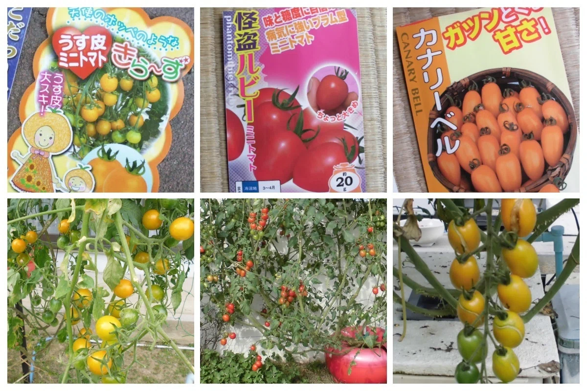 おすすめミニトマト?／は何？① 16年58品種（のべ160本）のミニトマト 