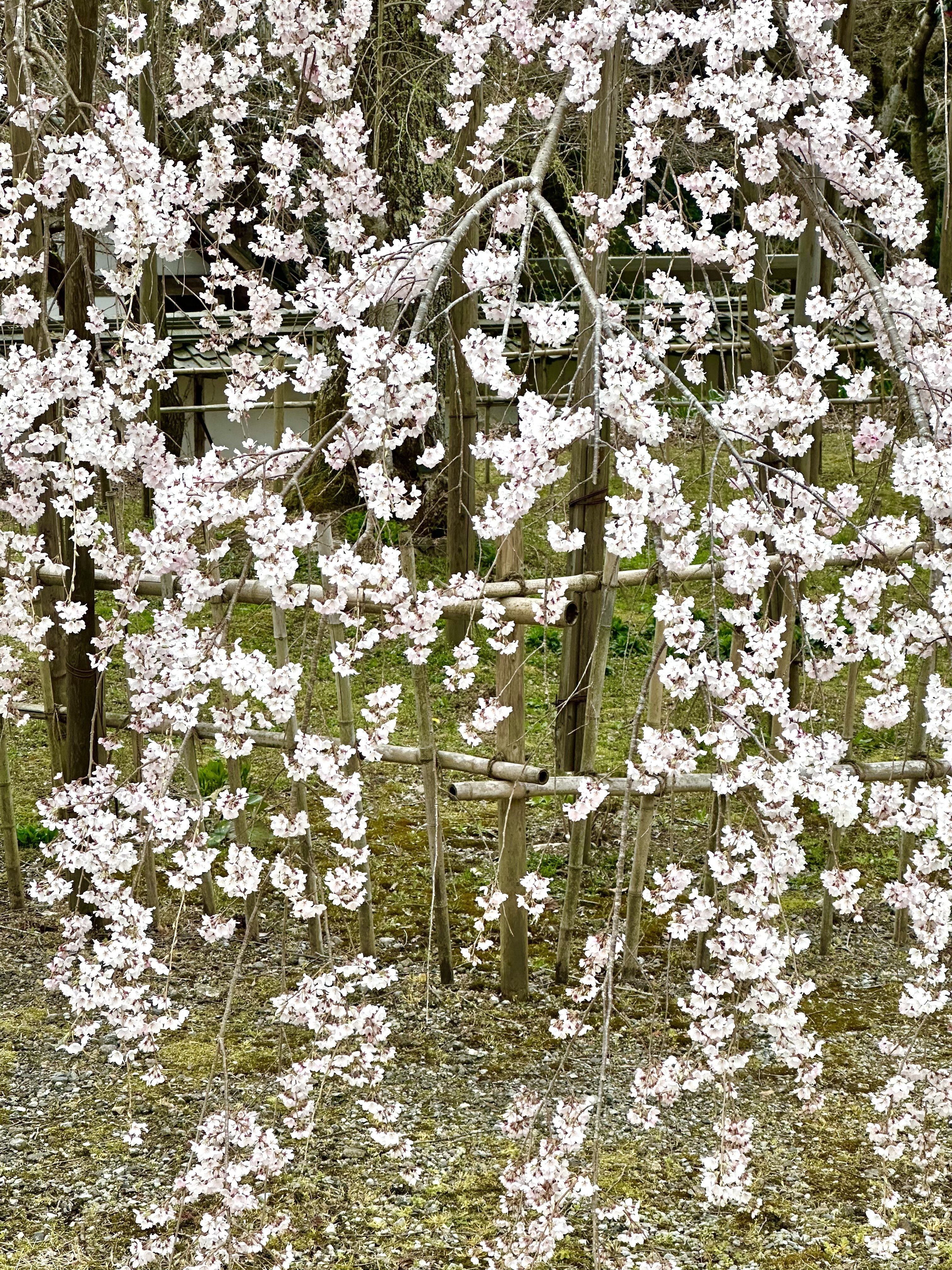 北近江に人知れず咲き続ける、桜の巨樹たち｜風街観光社（Shozo Nishioka）