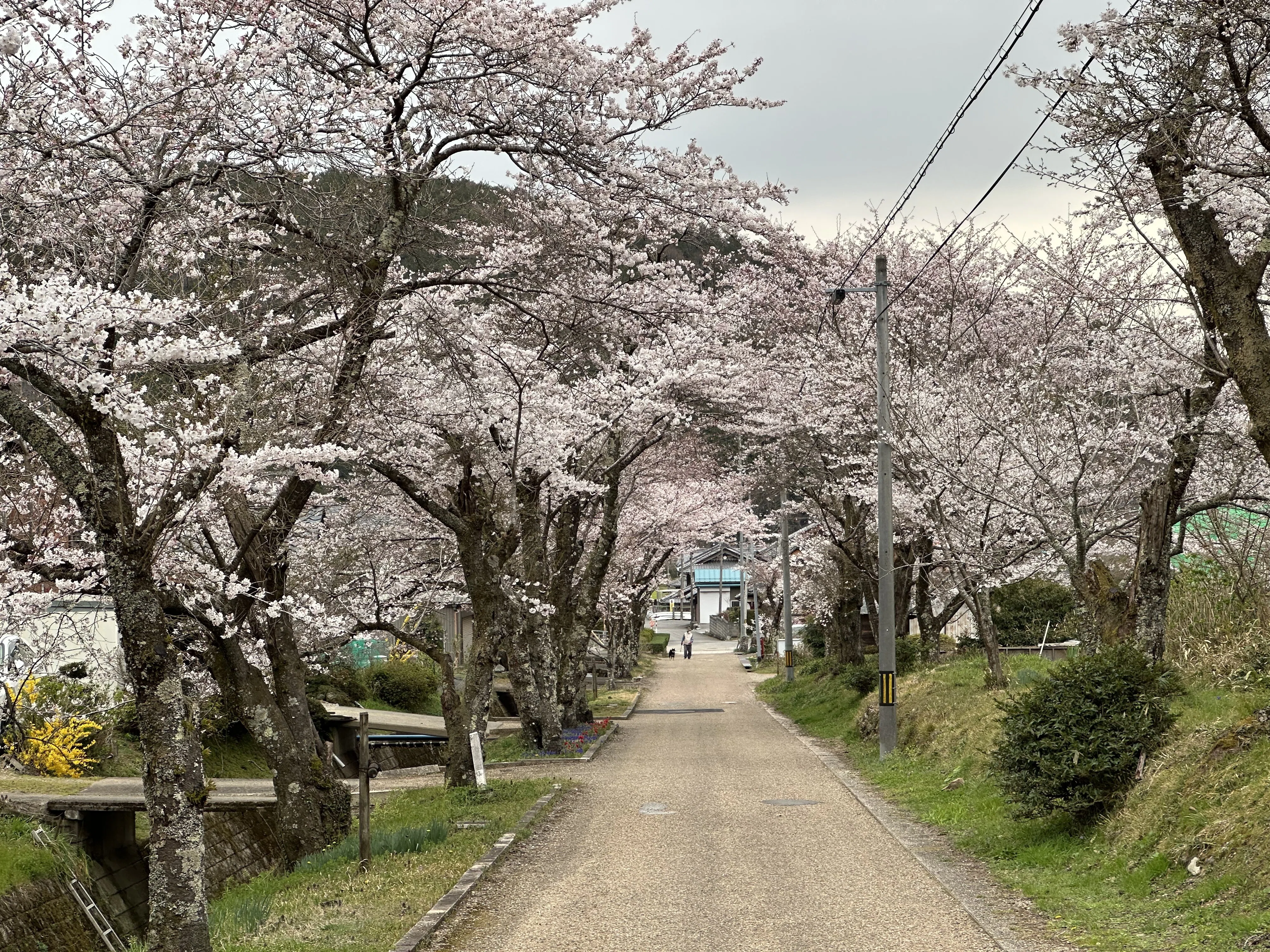北近江に人知れず咲き続ける、桜の巨樹たち｜風街観光社（Shozo Nishioka）