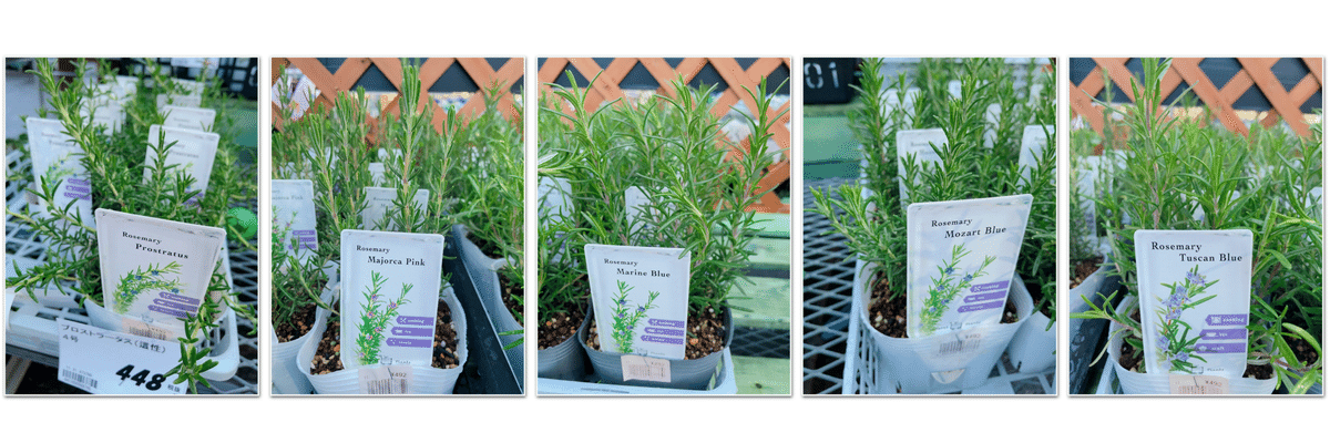 ローズマリー品種それぞれの香り忘備録的な。｜エフゲニーマエダ