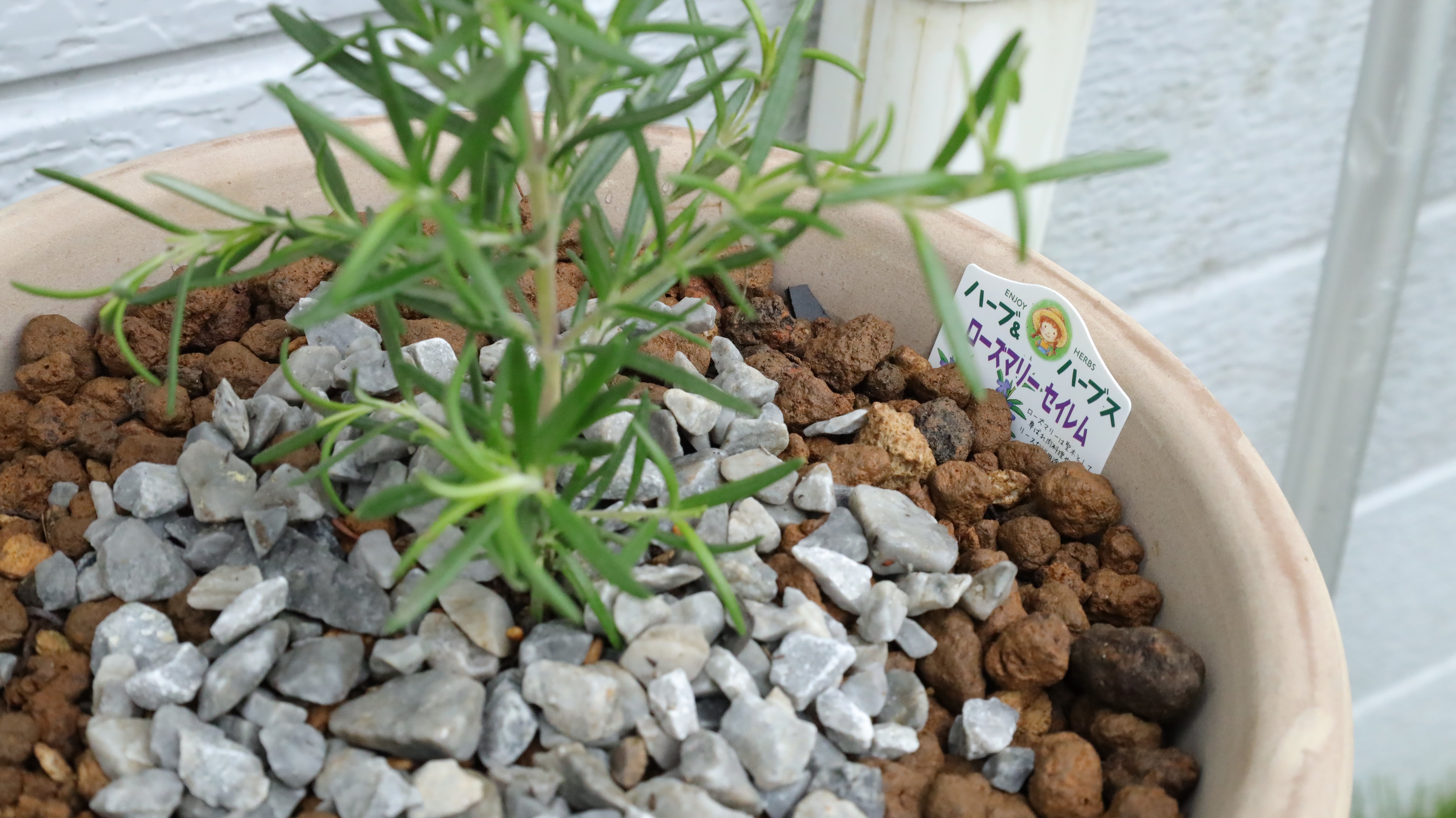 ローズマリー品種それぞれの香り忘備録的な。｜エフゲニーマエダ