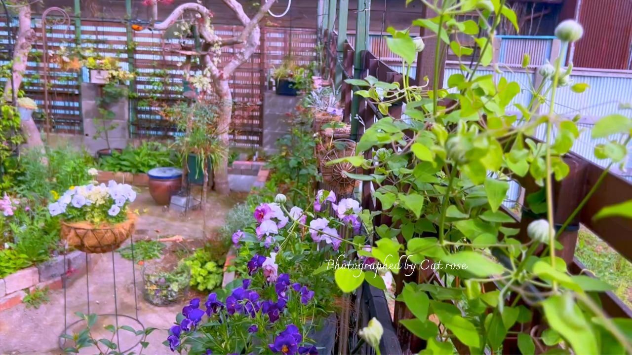 初夏の庭 そっと始めました｜Cat rose 「ガーデニングブログ Cat Rose