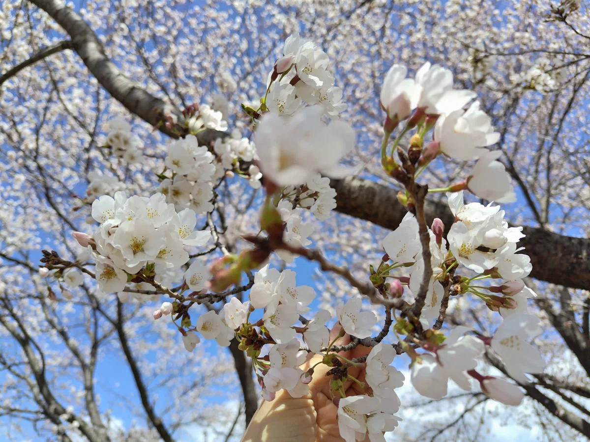 「さくラさく小径」と「佐久医療センター」の桜…佐久にサクラ咲く🌸〜｜ジャスミンティータイム