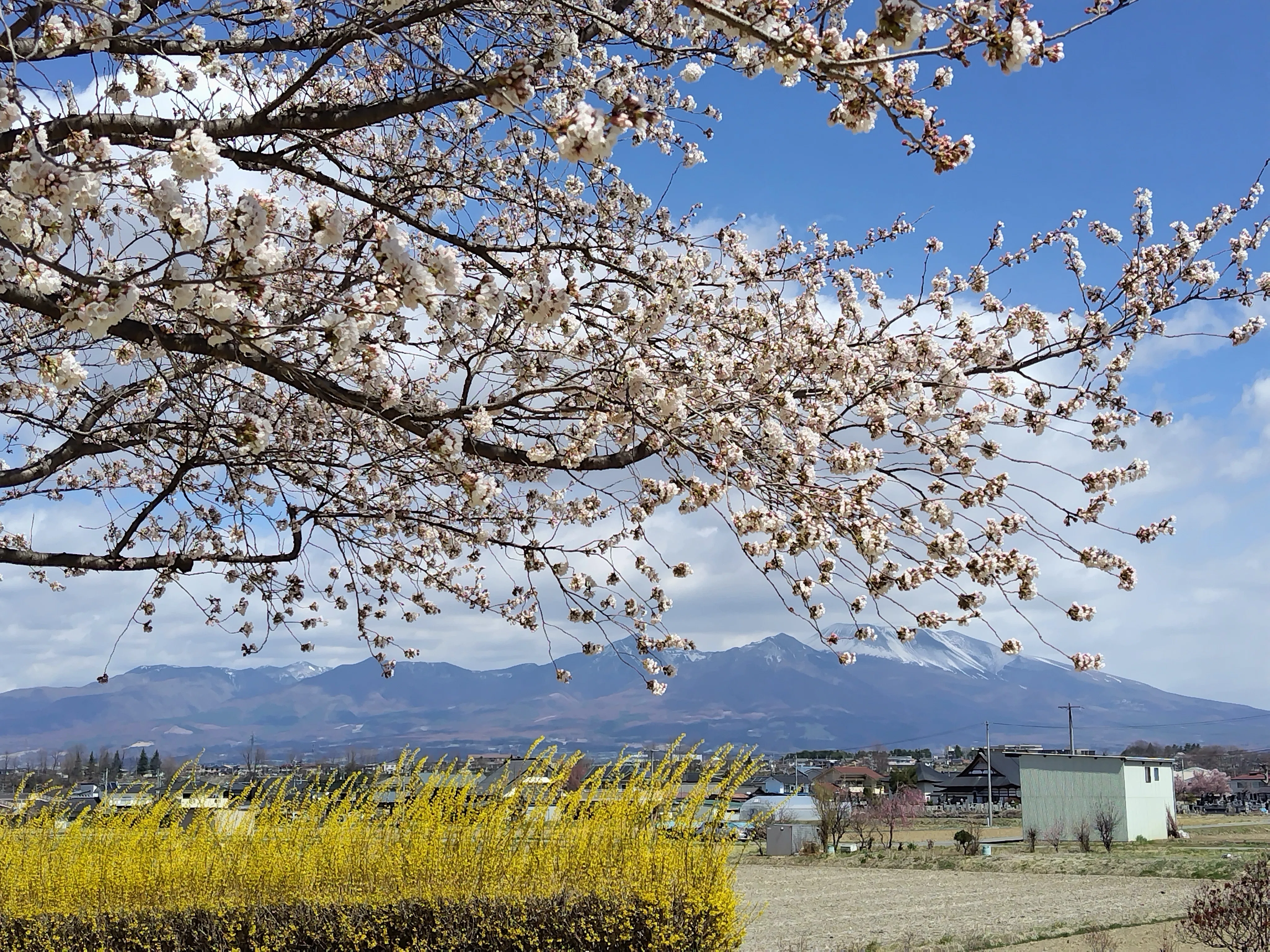 さくラさく小径」と「佐久医療センター」の桜…佐久にサクラ咲く