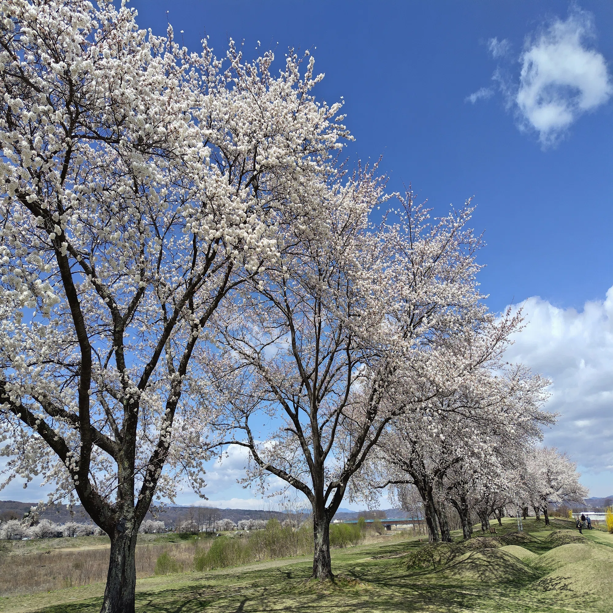 さくラさく小径」と「佐久医療センター」の桜…佐久にサクラ咲く 
