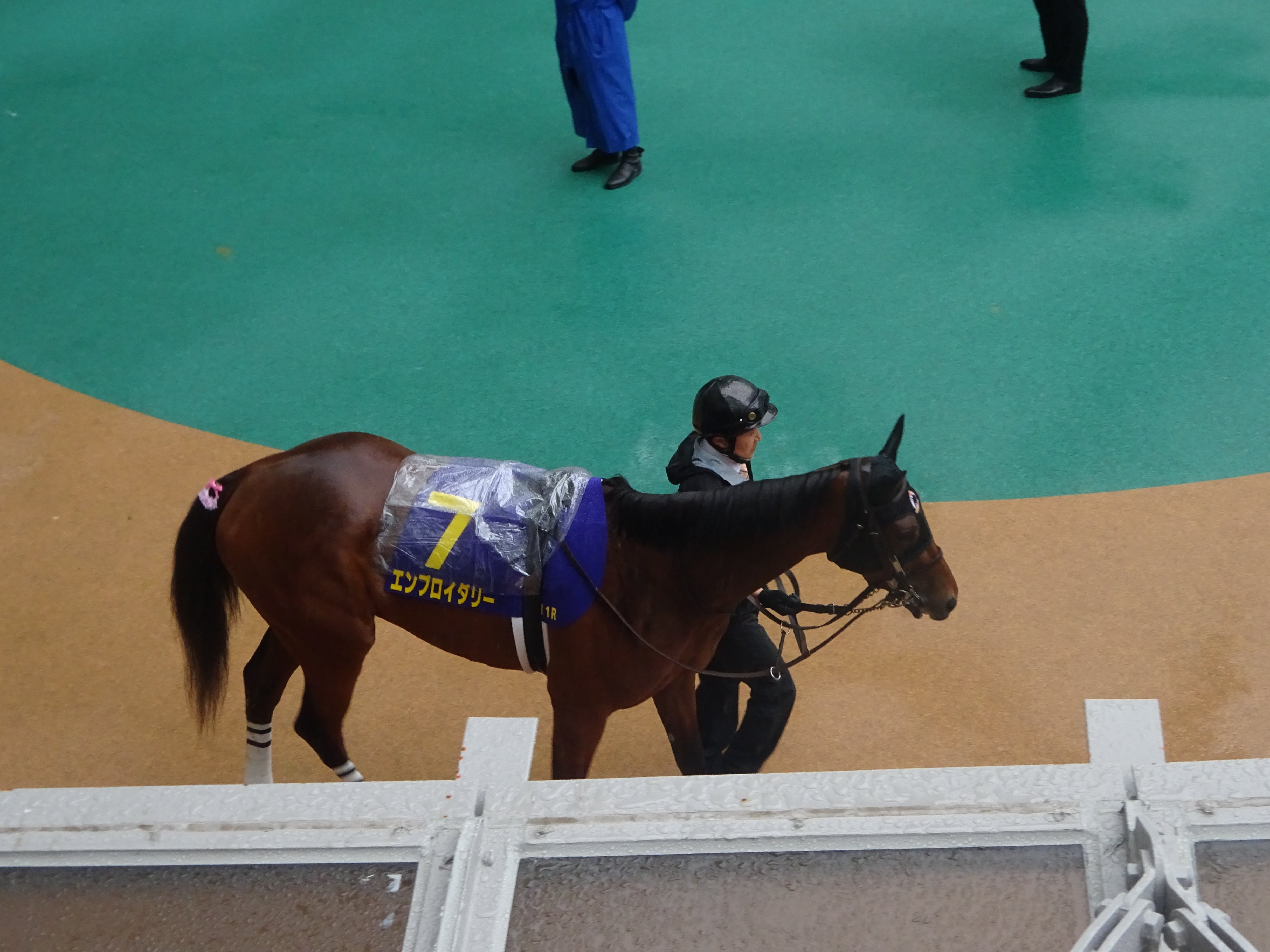 2025関西遠征1 桜花賞、花散らしでも桜満開｜サイレンスキャット